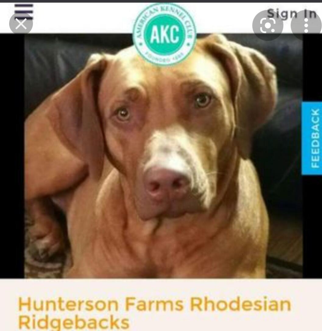 Hunterson Farms Rhodesian Ridgebacks Inc Angleton
