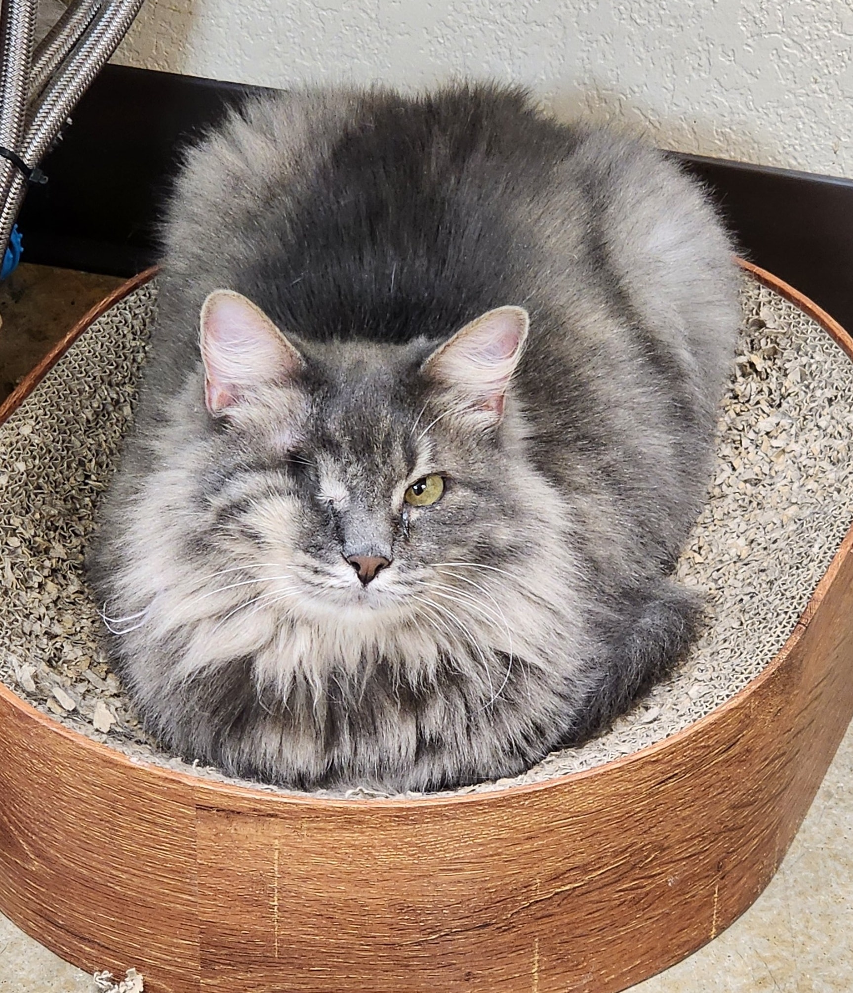 Hope Animal Hospital Angleton