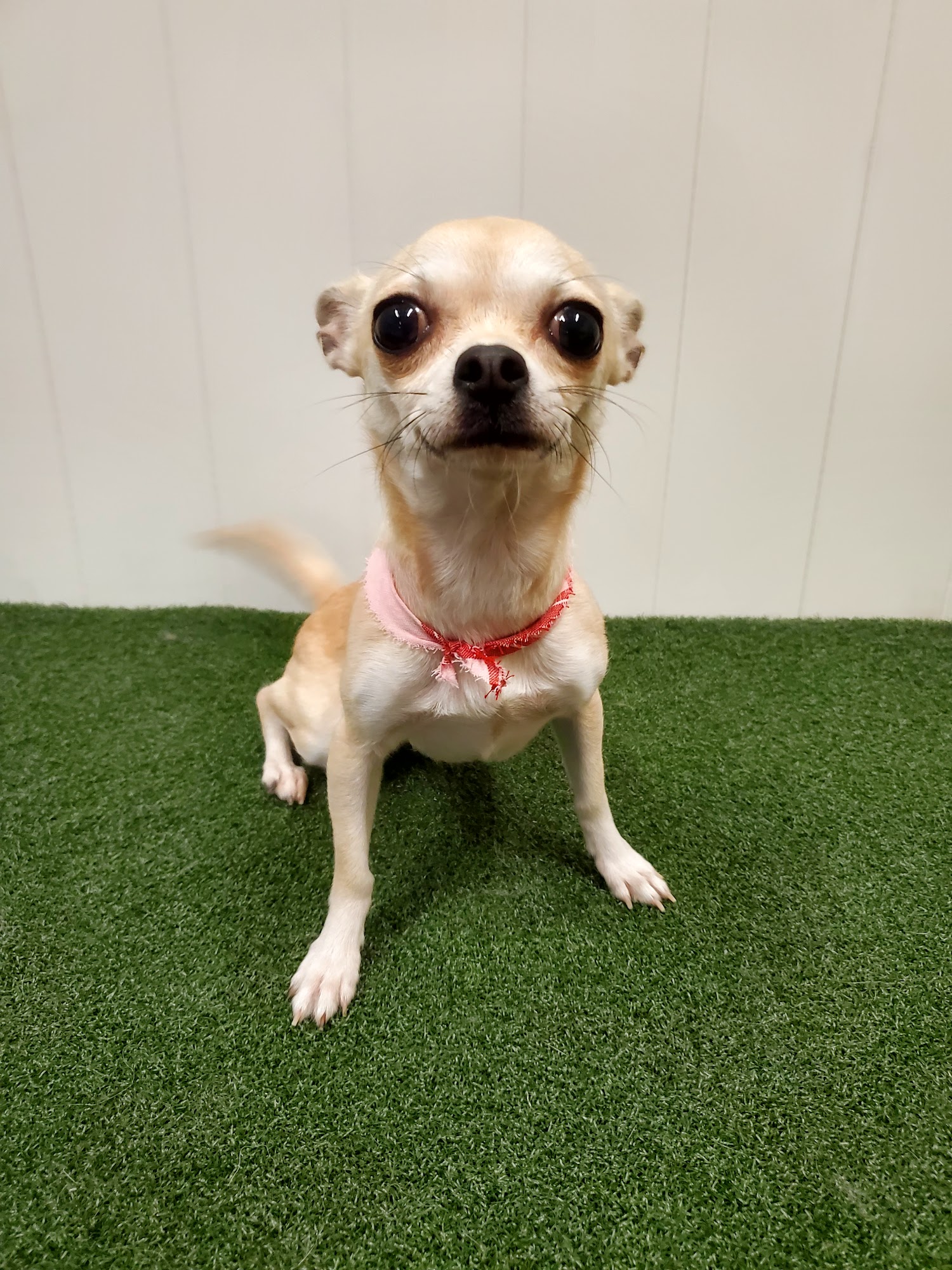 Wizard of Pawz Grooming Company Angleton