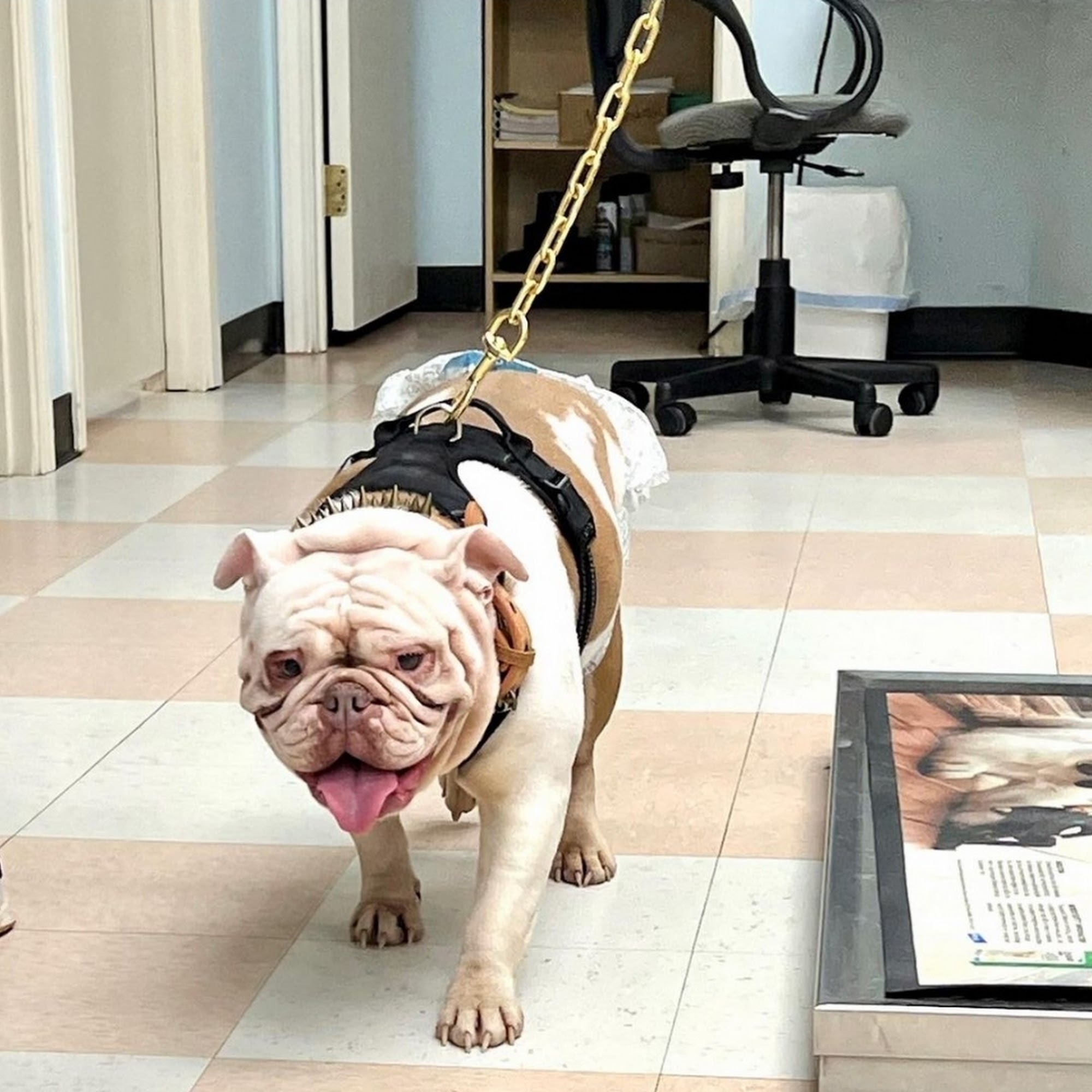 Cold Springs Animal Hospital Anna