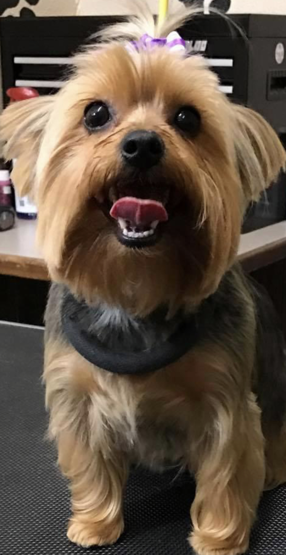 Kane's Sleepy Dog Resort Anna