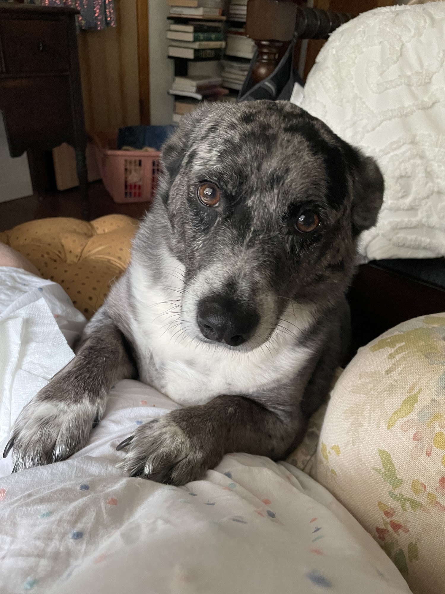 Aransas Animal Clinic Aransas Pass