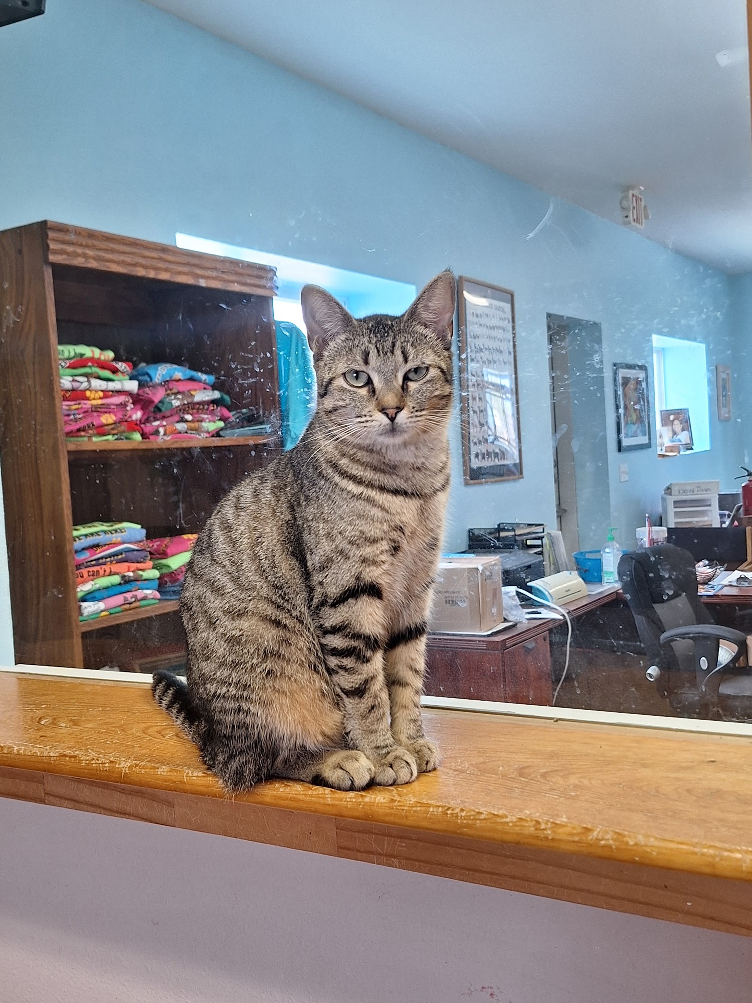 Sandra Sue Benson Animal Adoption Center Aransas Pass