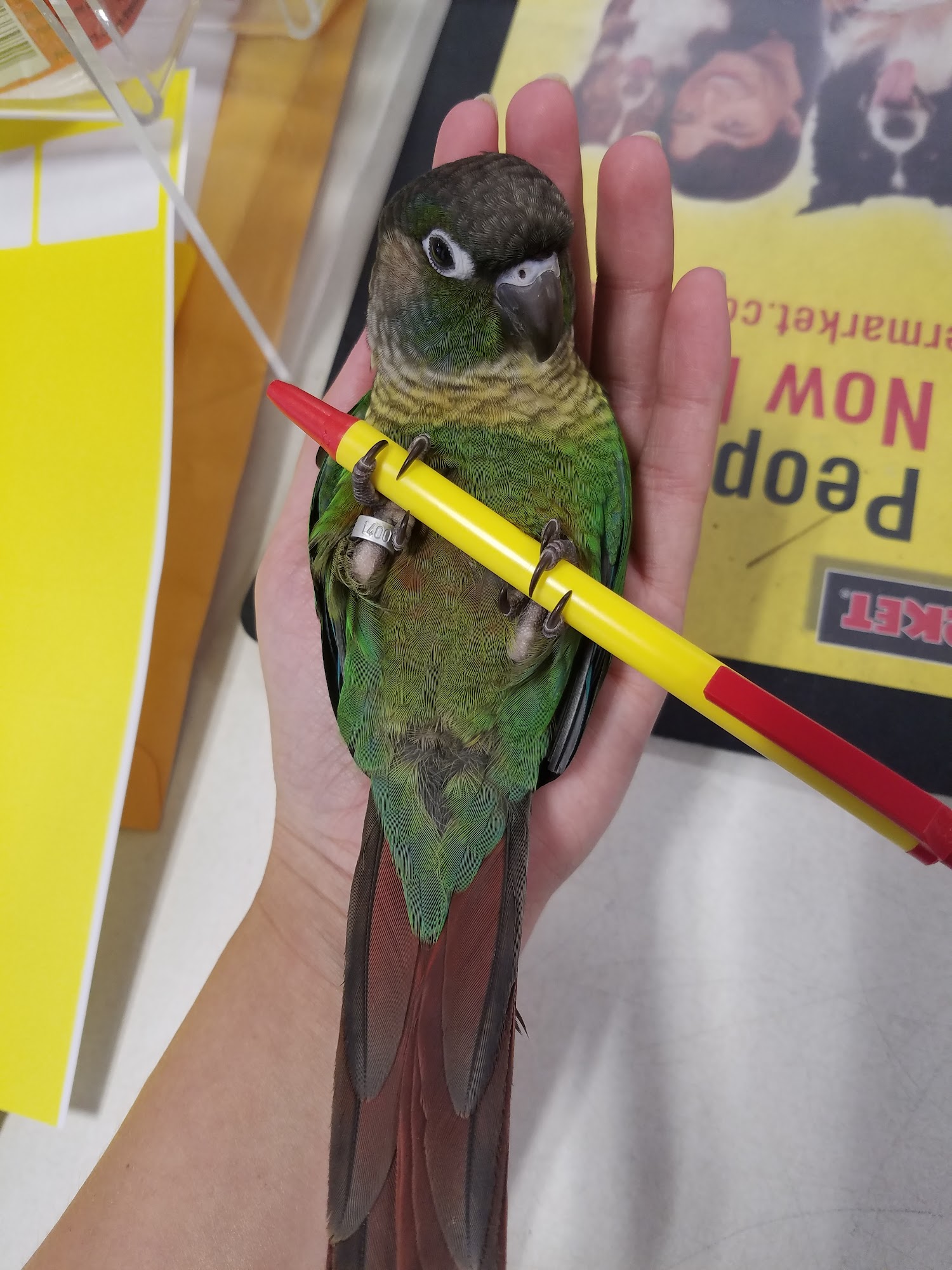 Pet Supermarket Arlington