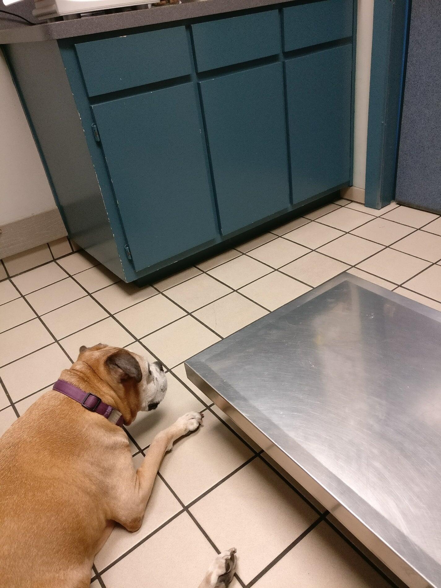 Creature Comfort Animal Clinic Arlington