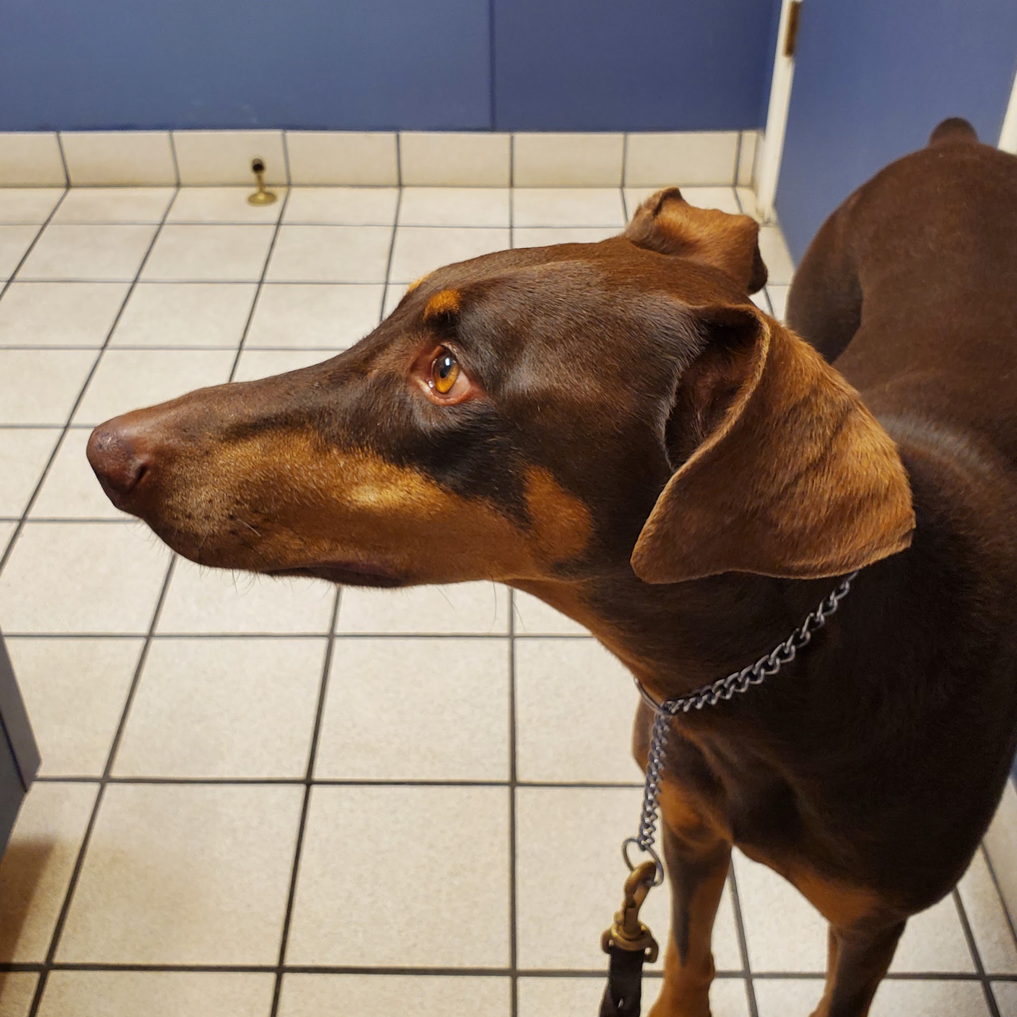 Creekside Animal Hospital Arlington