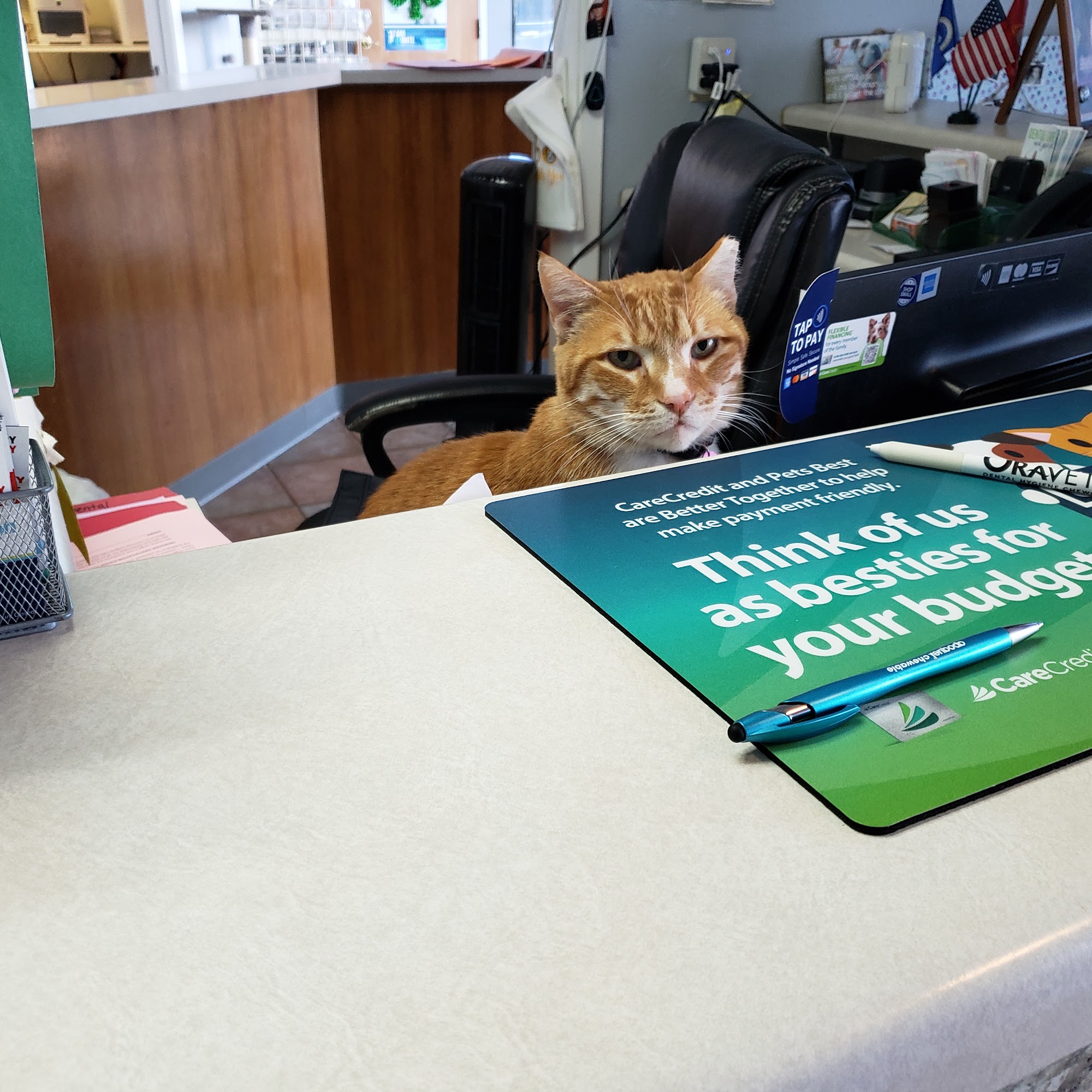 South Arlington Animal Clinic Arlington