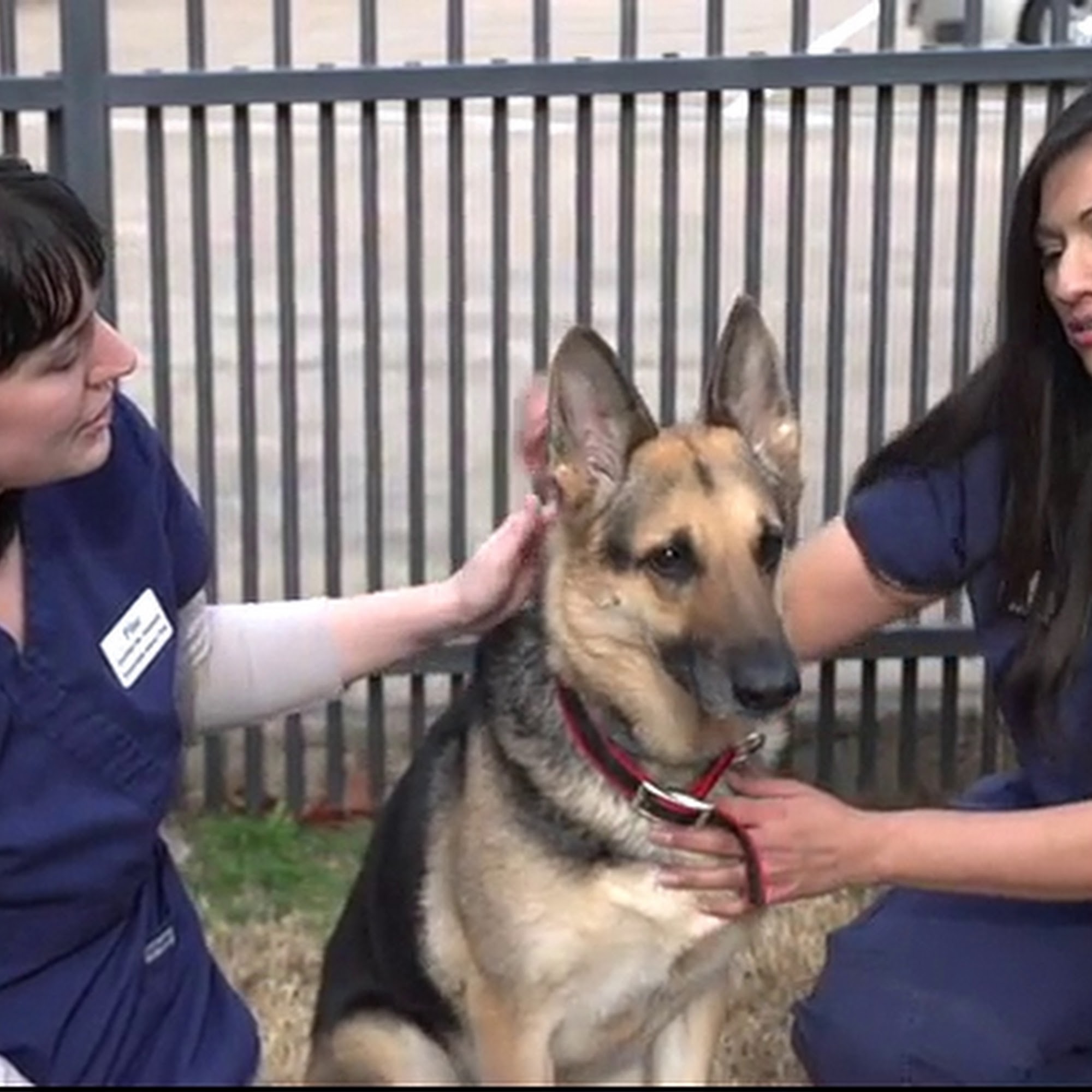 Crossroads Animal Clinic Arlington