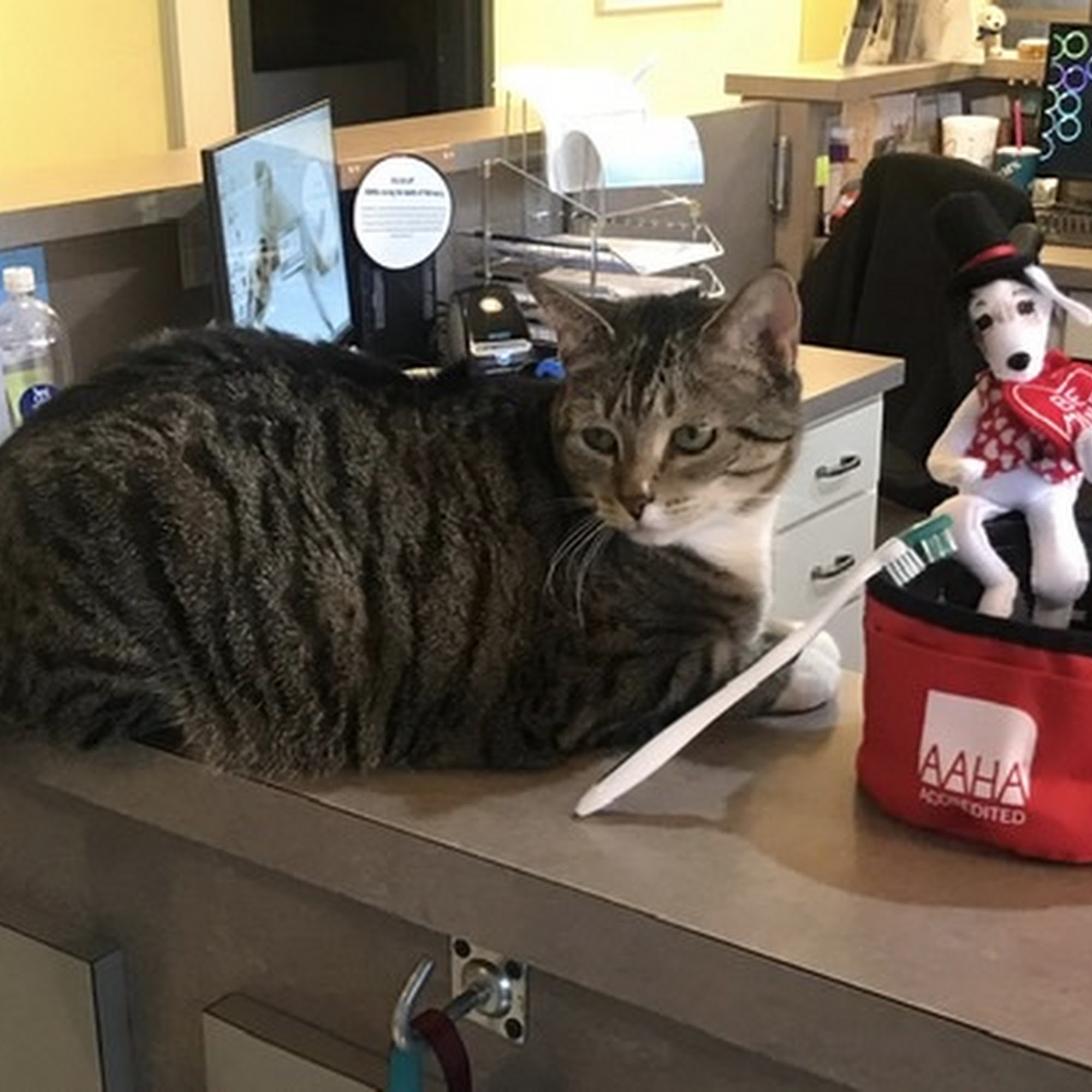 Arkansas Lane Animal Hospital Arlington