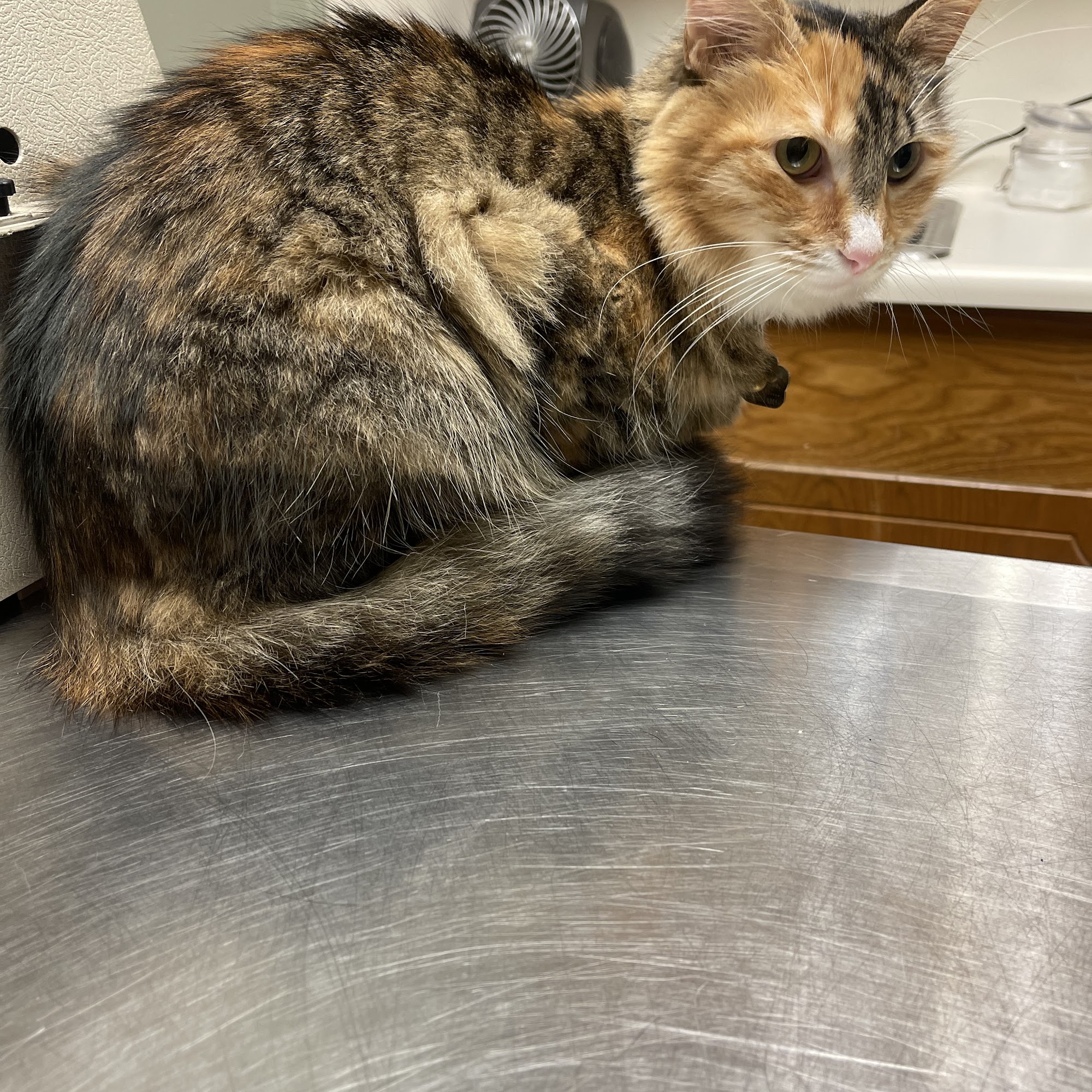 Animal Hospital & Clinic of Arlington Arlington