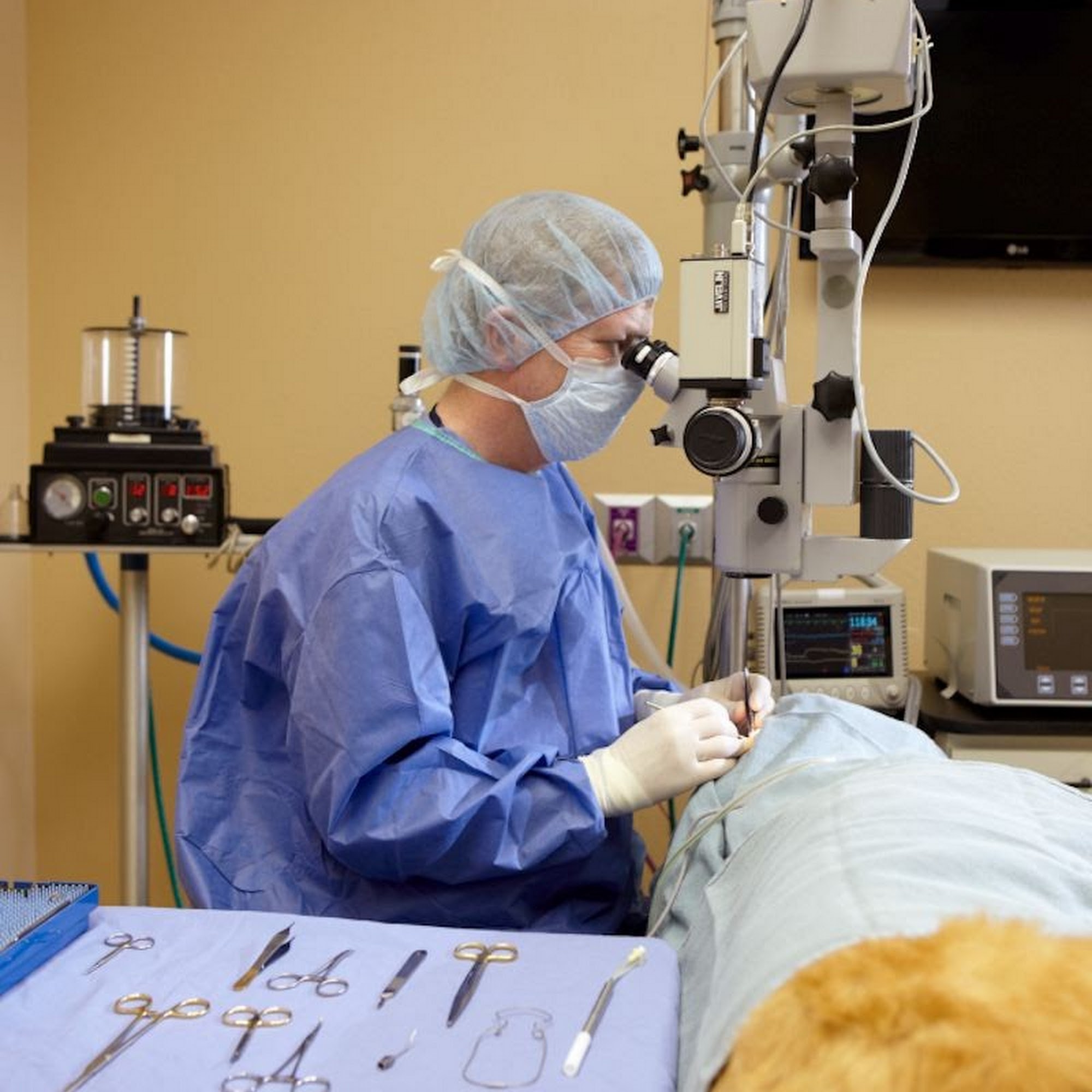 Animal Eye Clinic Arlington