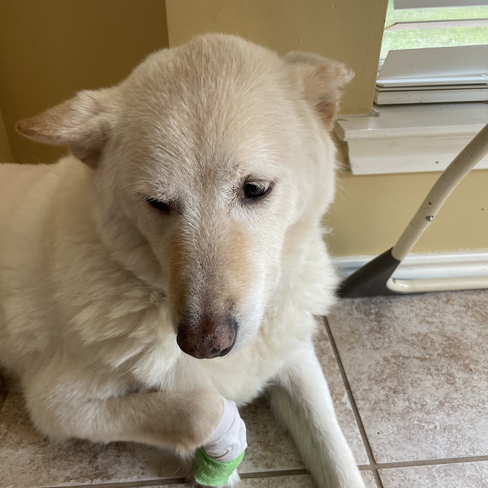 South Cooper Animal Hospital Arlington