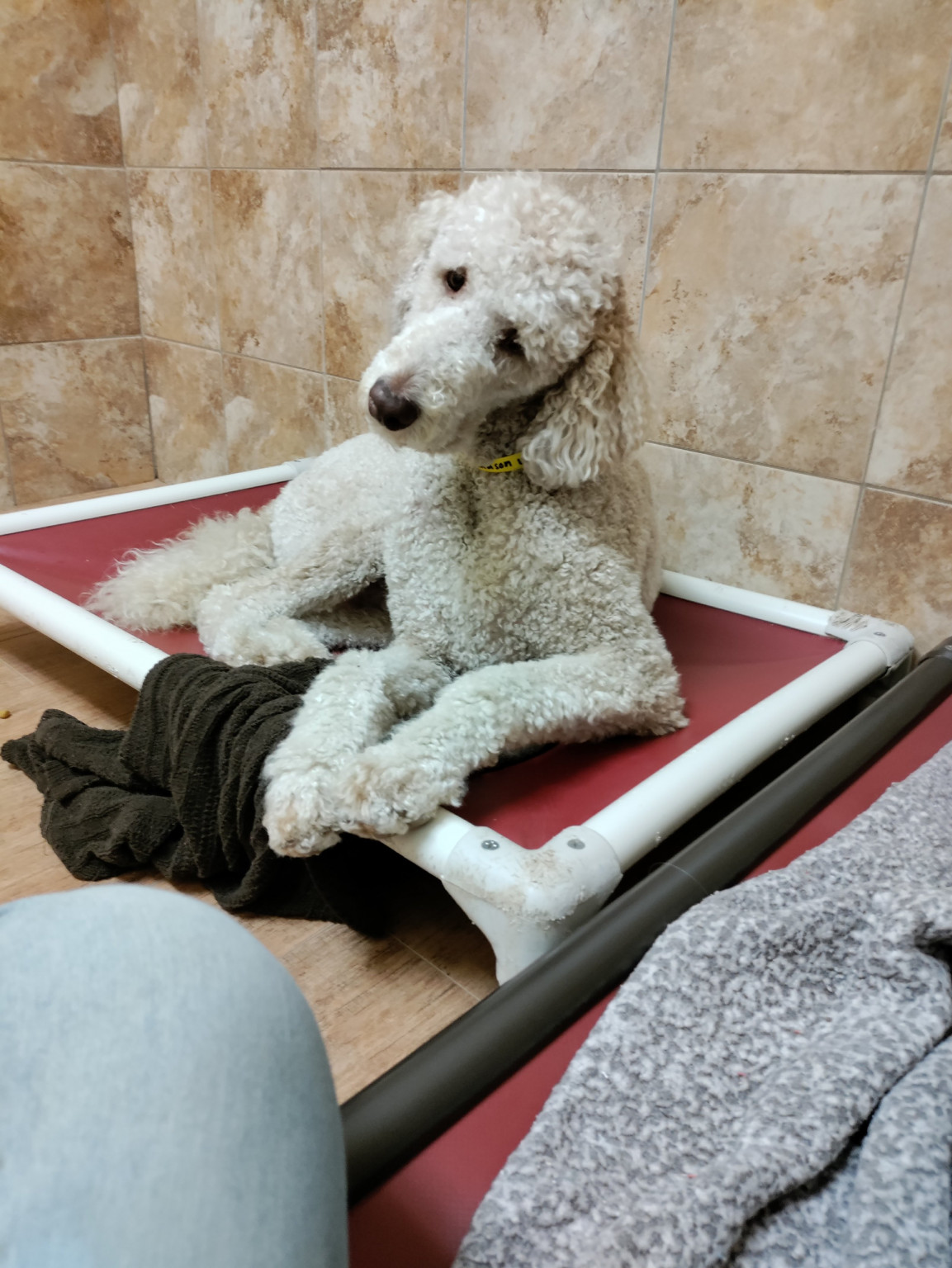 Farrell Animal Hospital Arlington