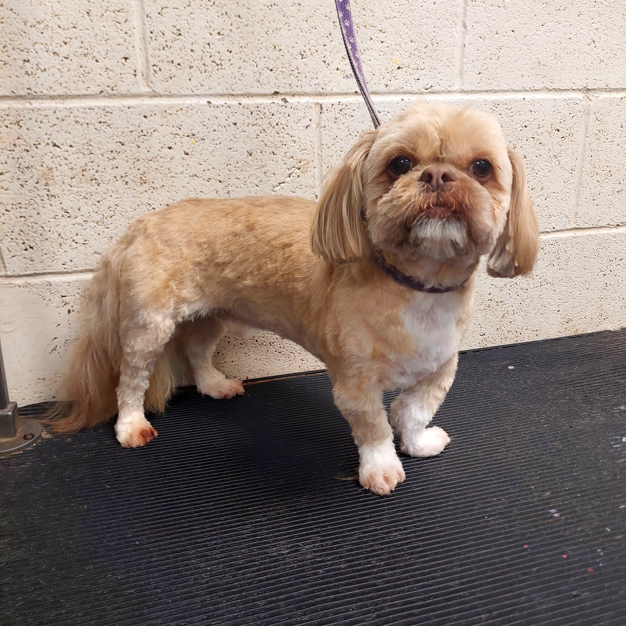 Best Friends Dog Grooming Arlington