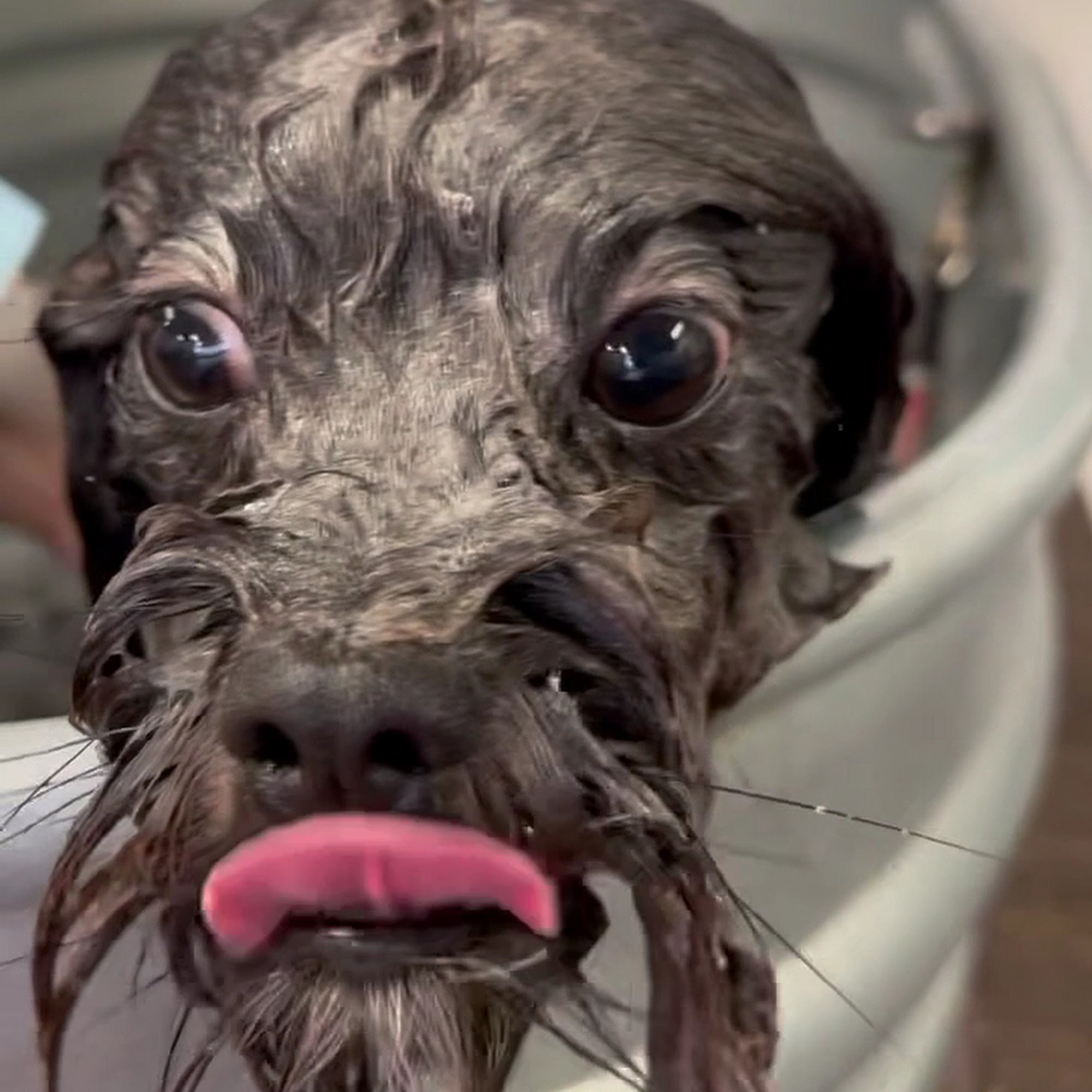 Scrub A Pup Arlington