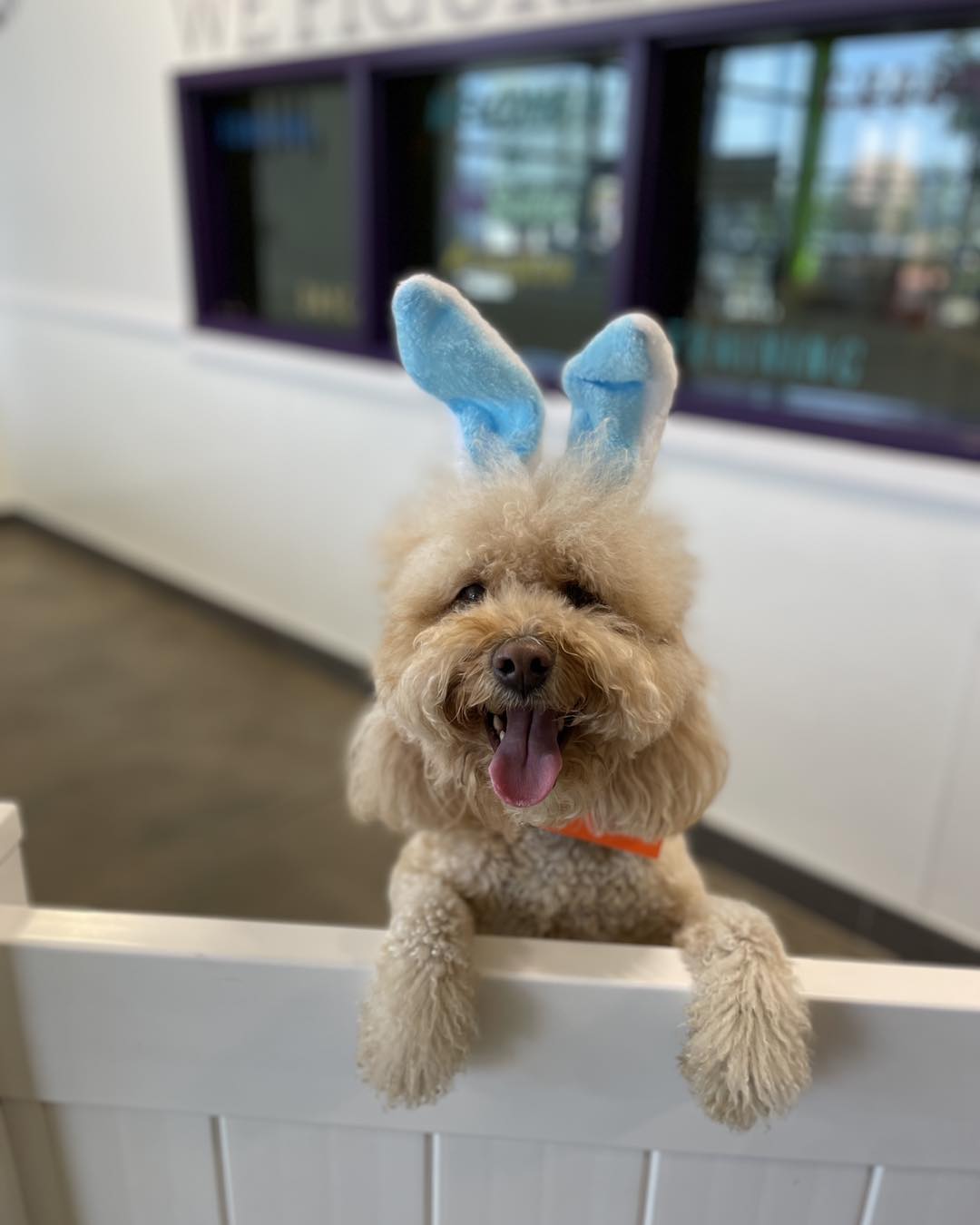 PetSuites Arlington Arlington