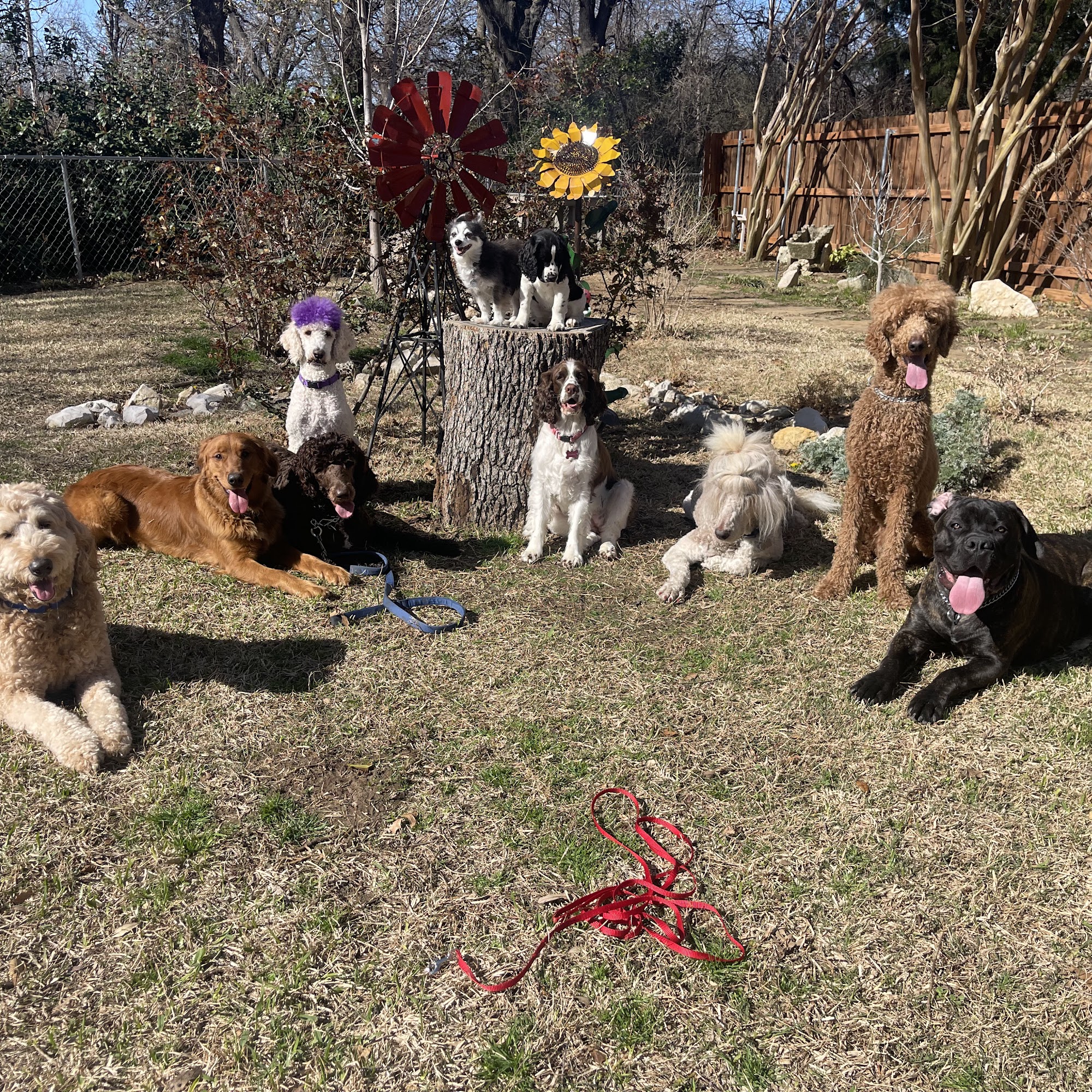 Lisa's K-9 Kids Arlington