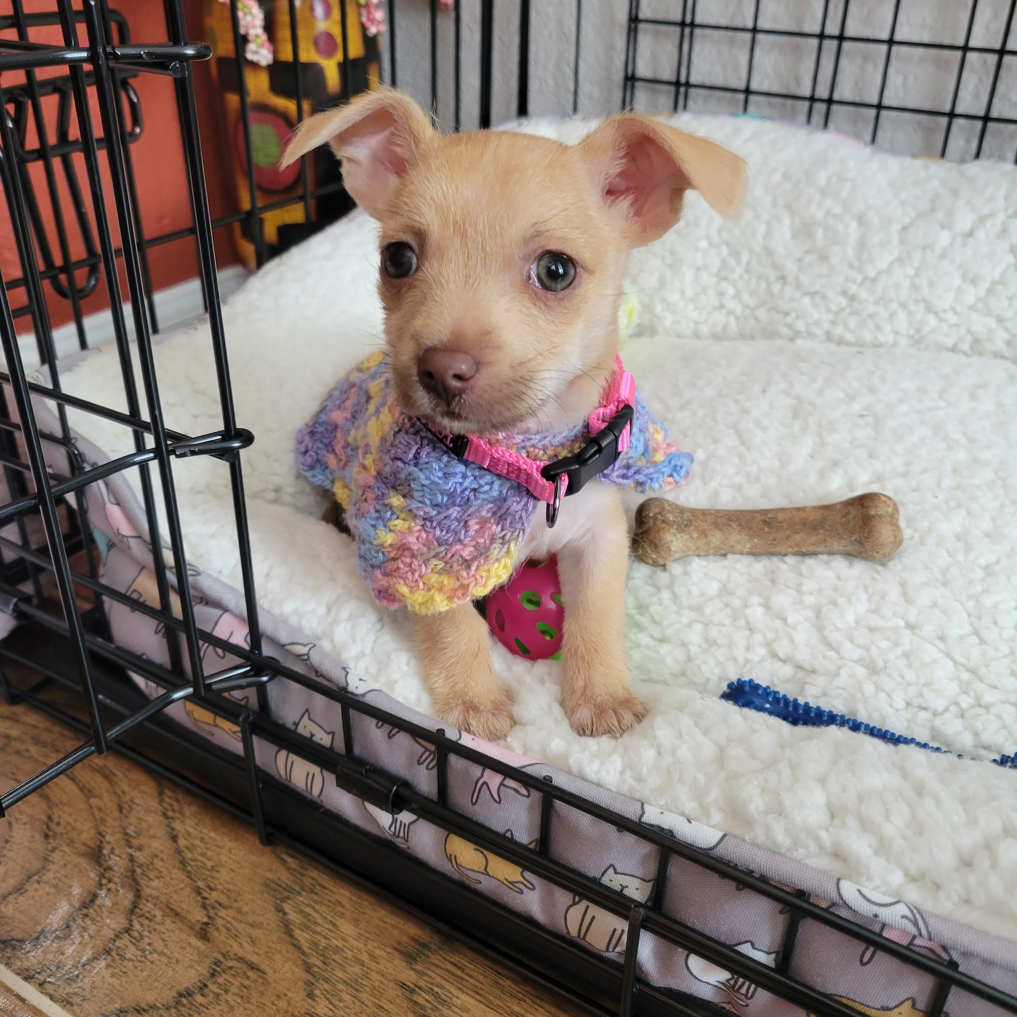 Pet Hospital at South Collins, A Thrive Pet Healthcare Partner Arlington