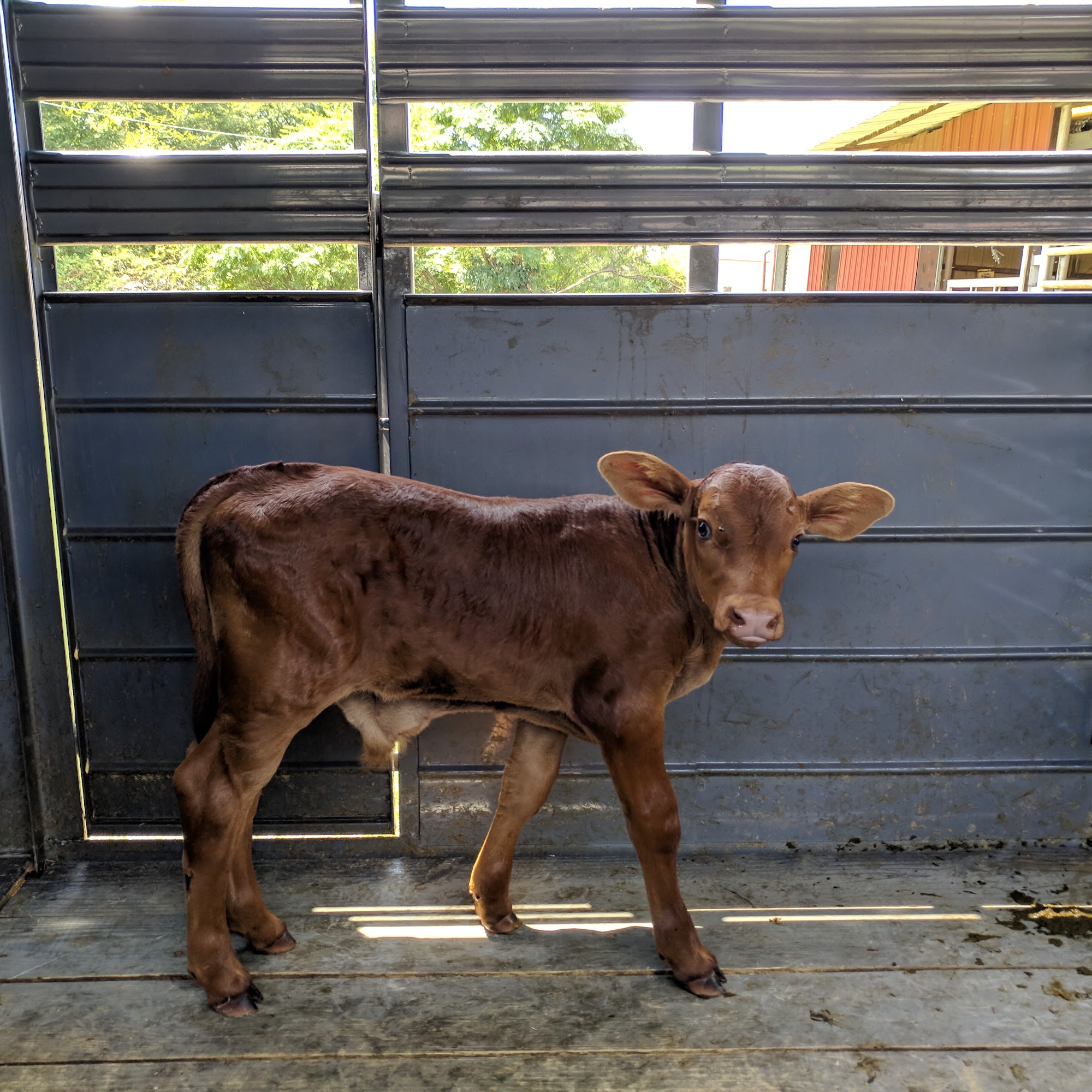 Henderson County Veterinary Hospital Athens