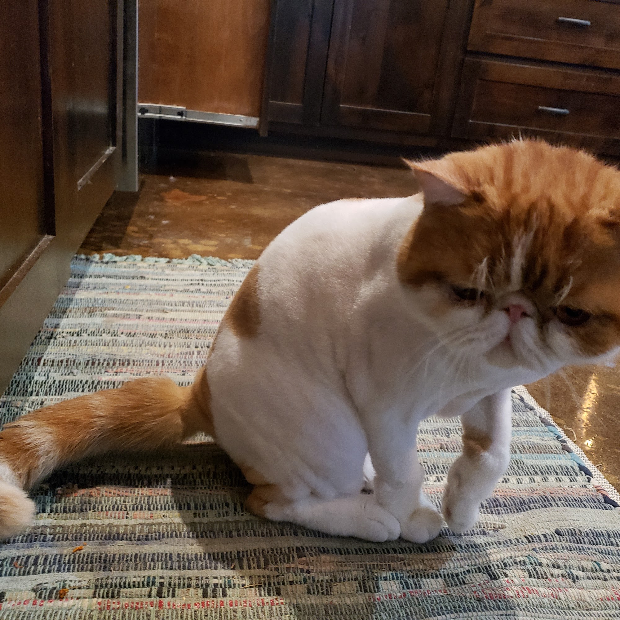 Bubbles & Bows Grooming & Boutique Athens