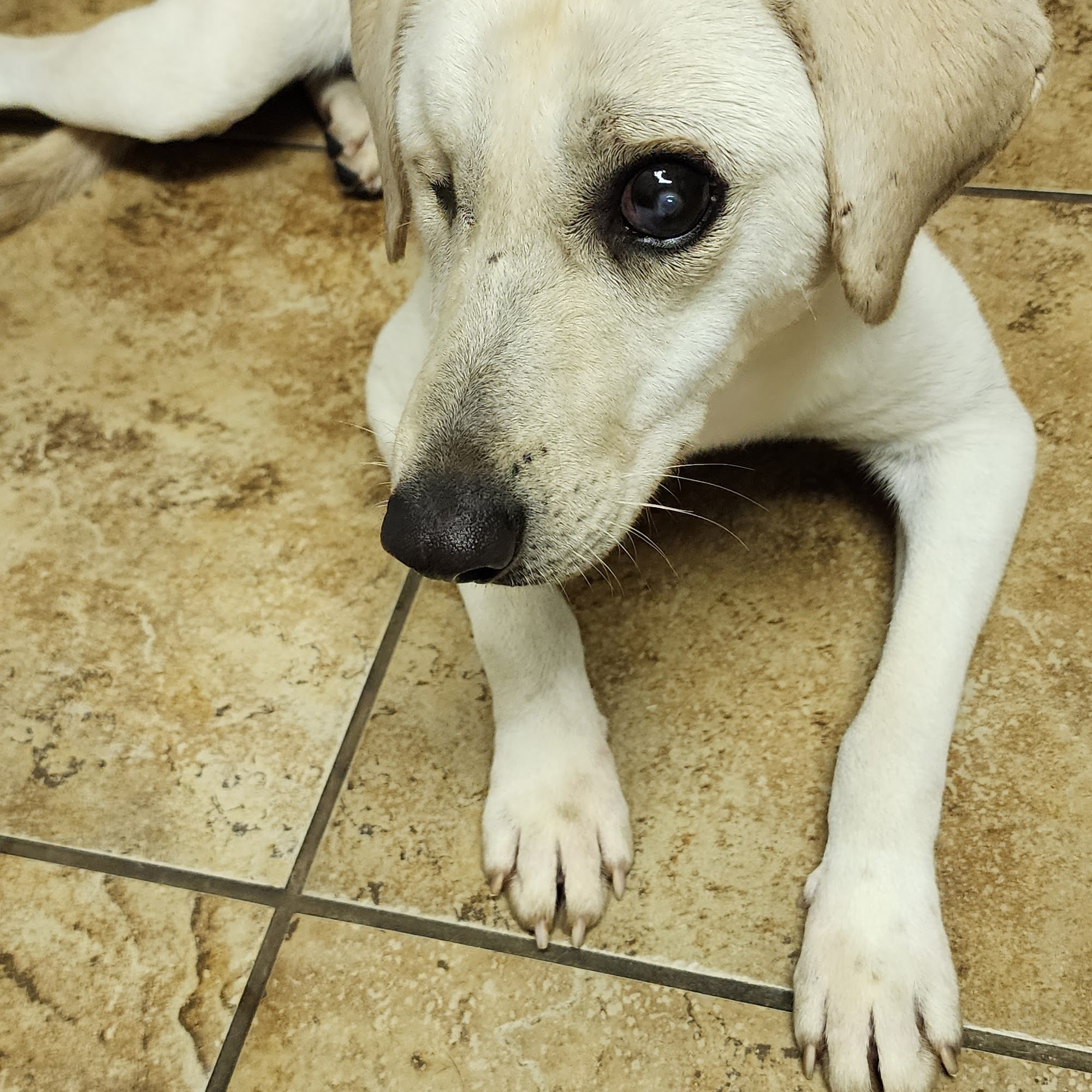 The Ark Veterinary Hospital Atlanta