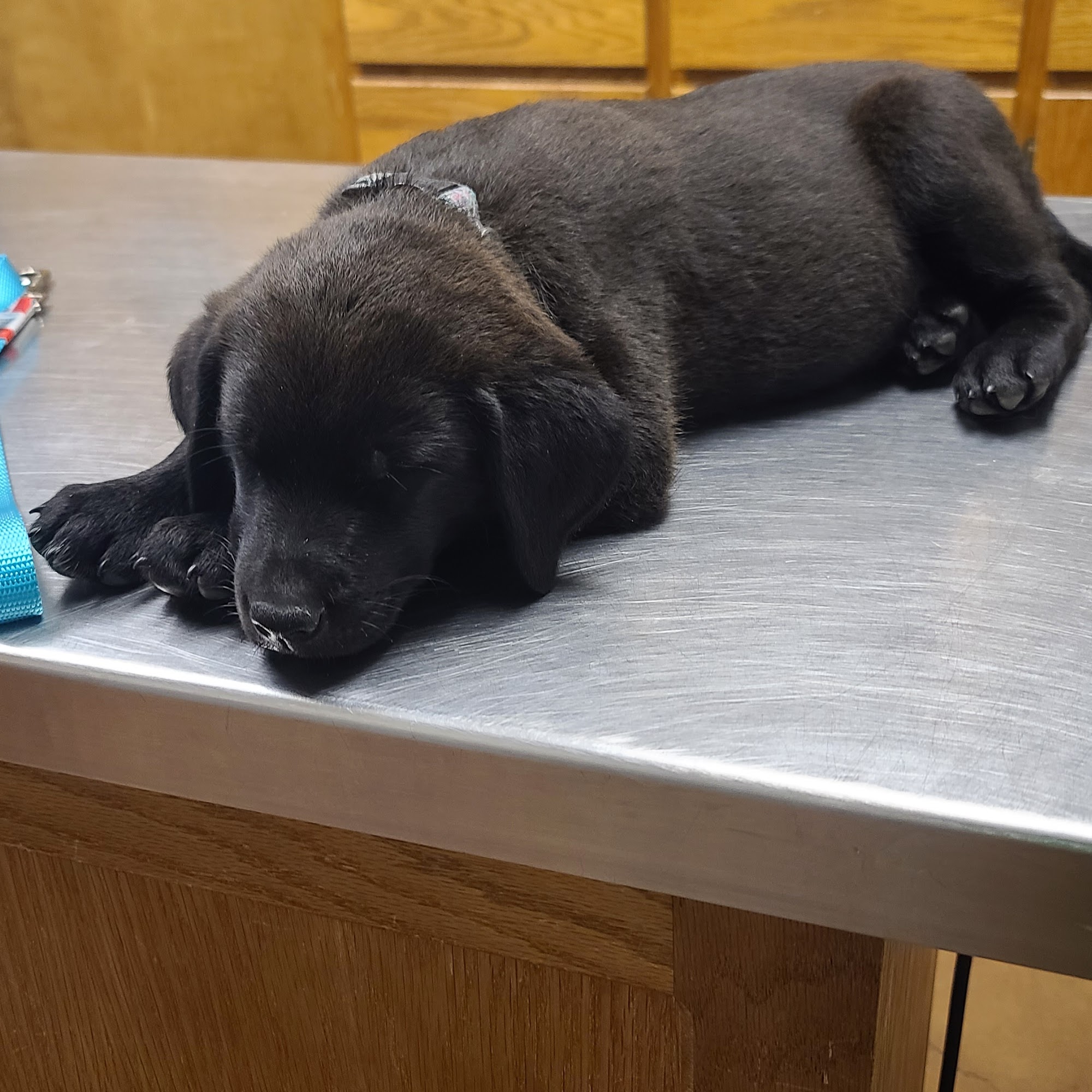 Cass County Veterinary Clinic Atlanta