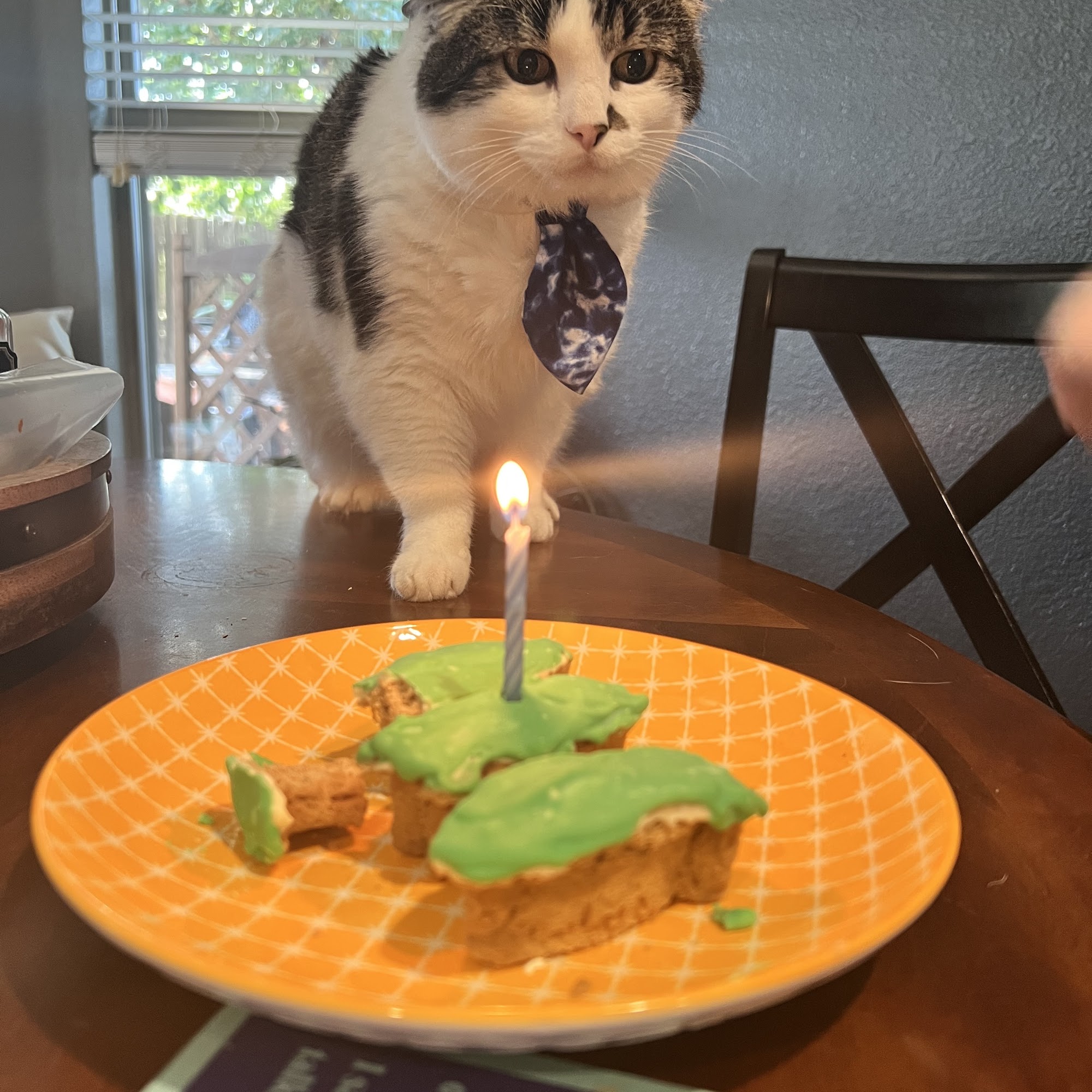 Twin Lakes Pet & Bird Clinic Aubrey