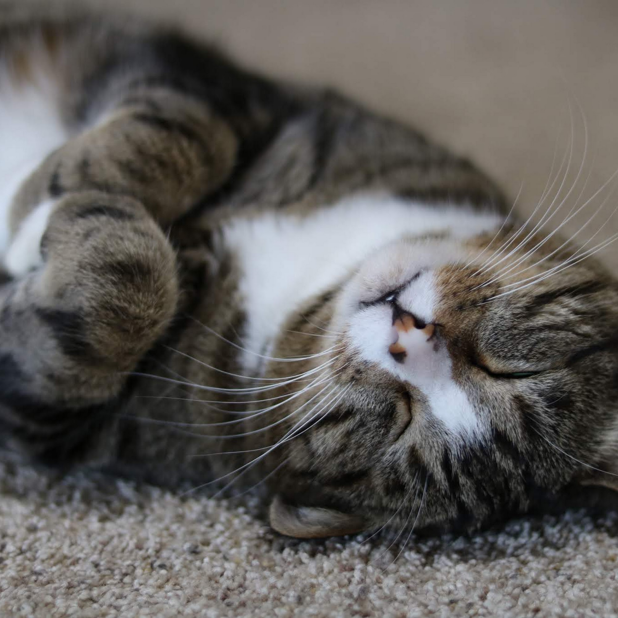 Aubrey Animal Medical Center Aubrey