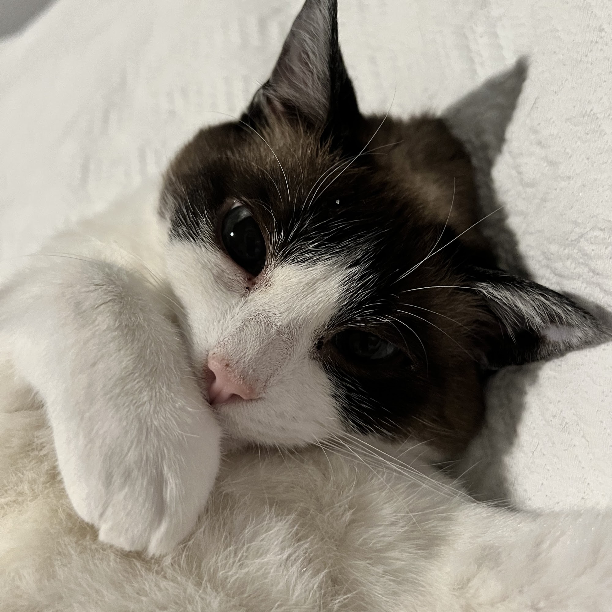 Country View Animal Hospital Aubrey