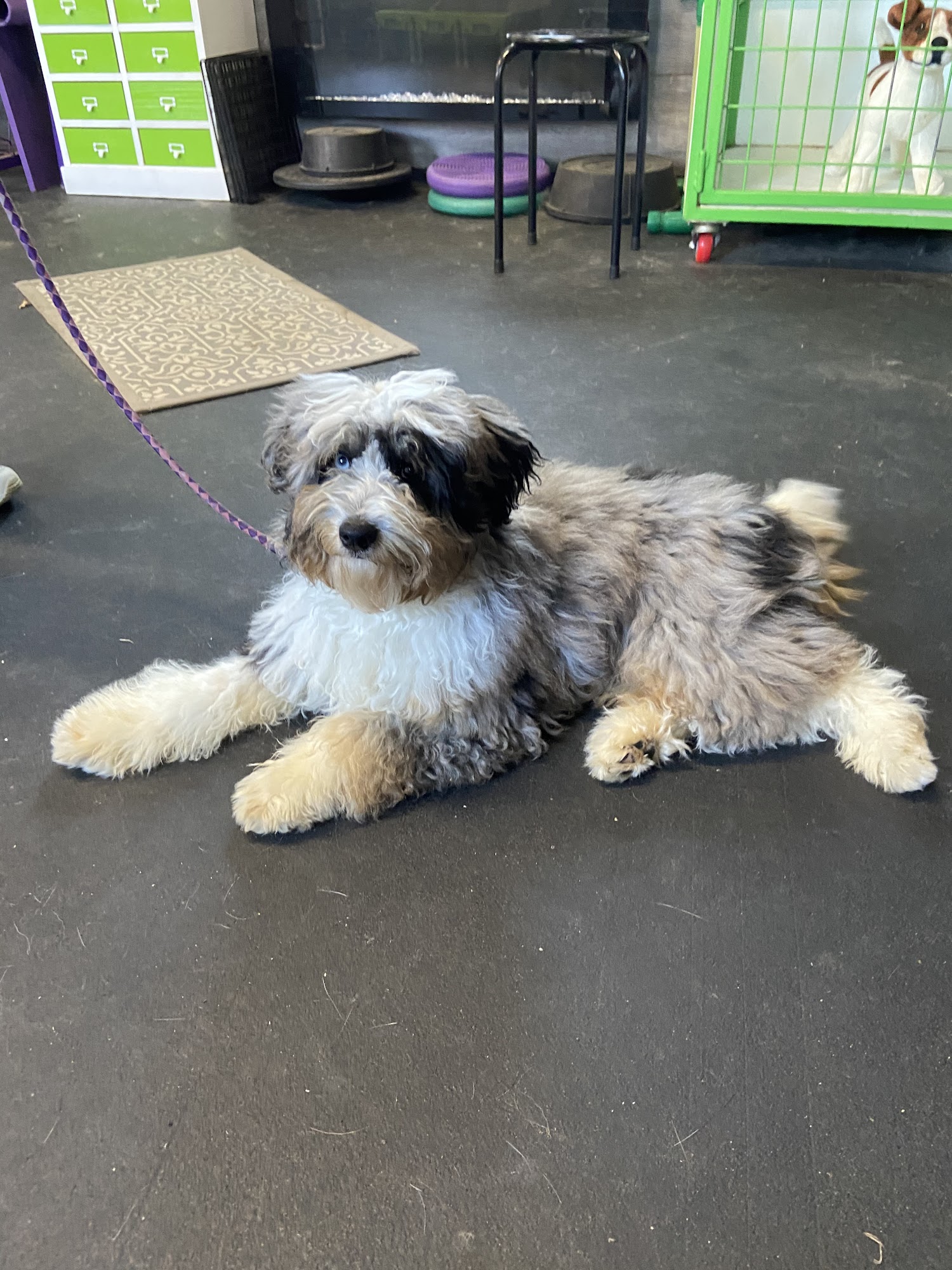 Jungle Camp Pet Resort & Barking Lot Training Aubrey