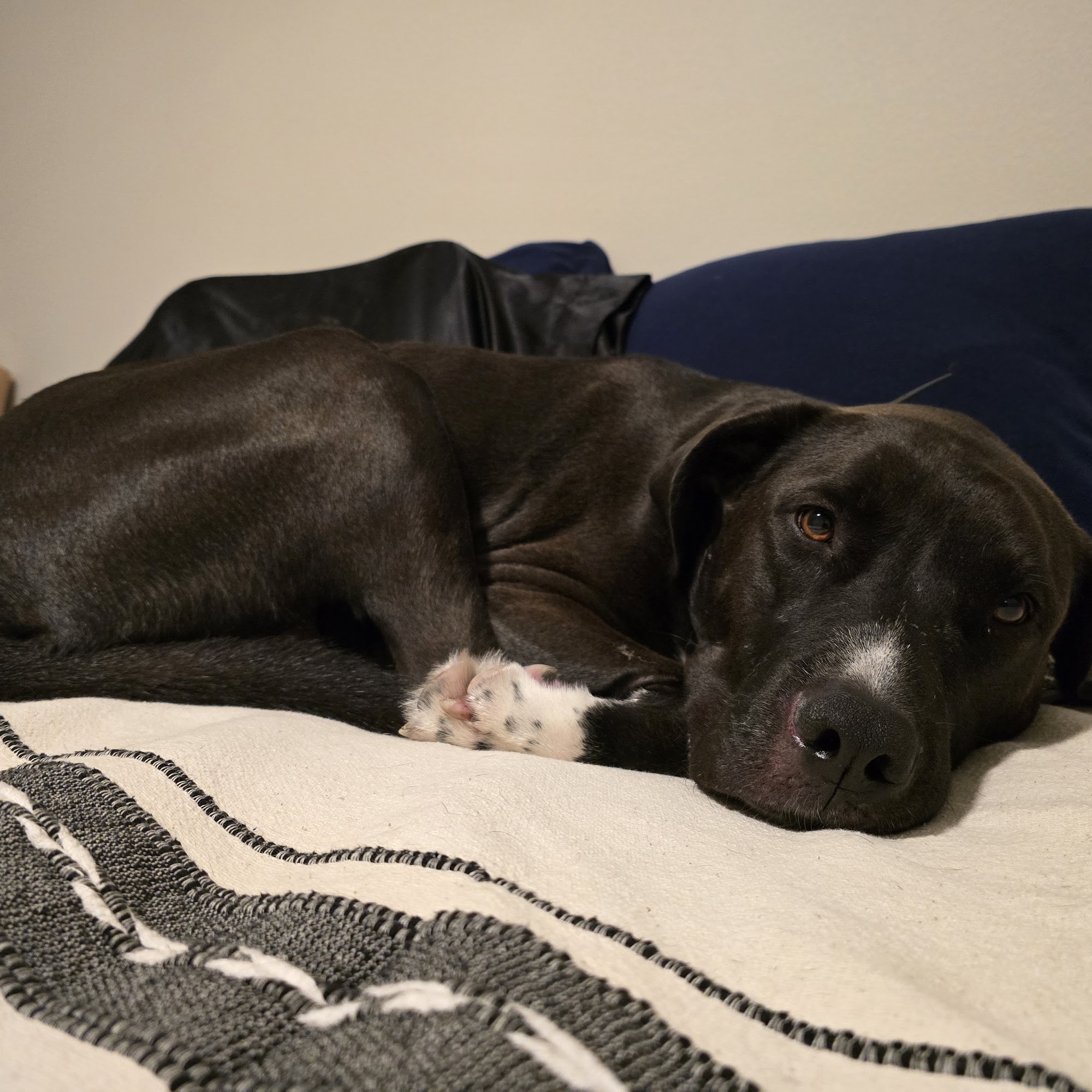 The Big Dog House Aubrey