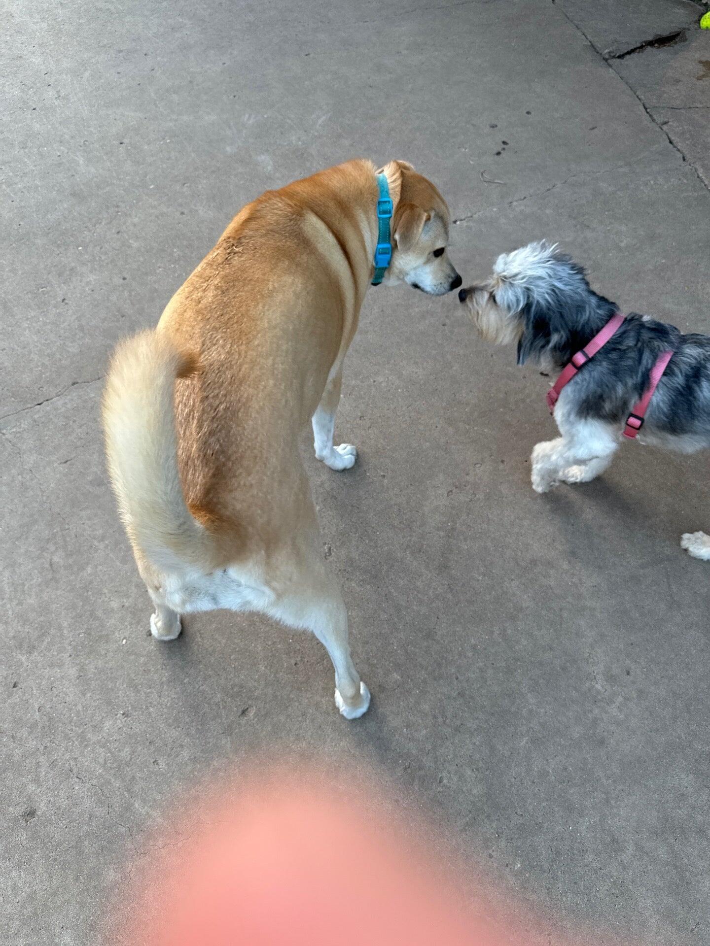 Photo credit: nextdoor