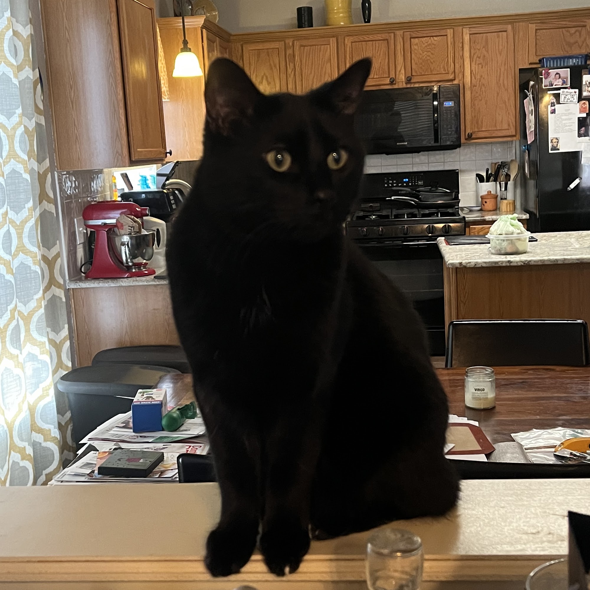 Star of Texas Veterinary Hospital Austin