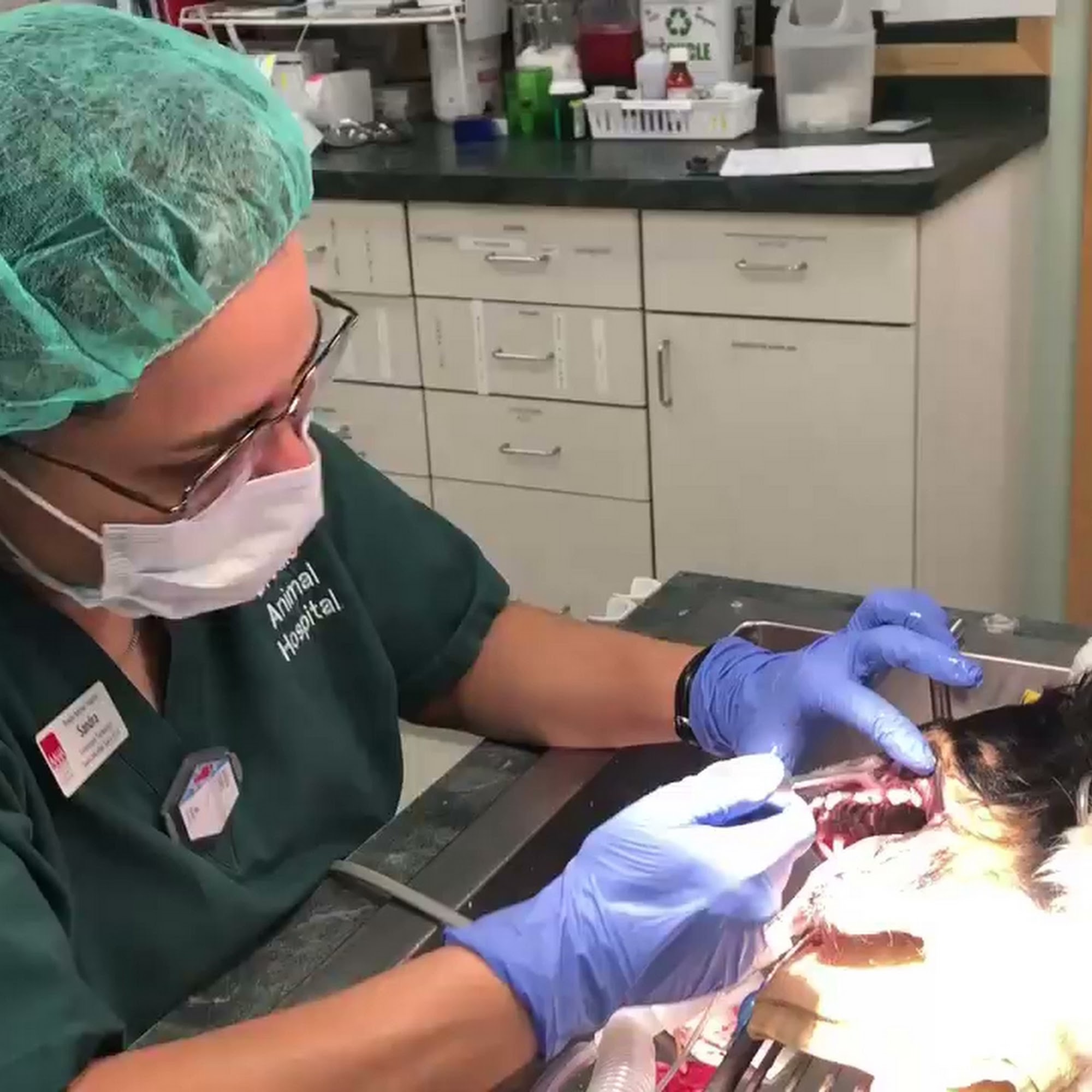 Brodie Animal Hospital Austin