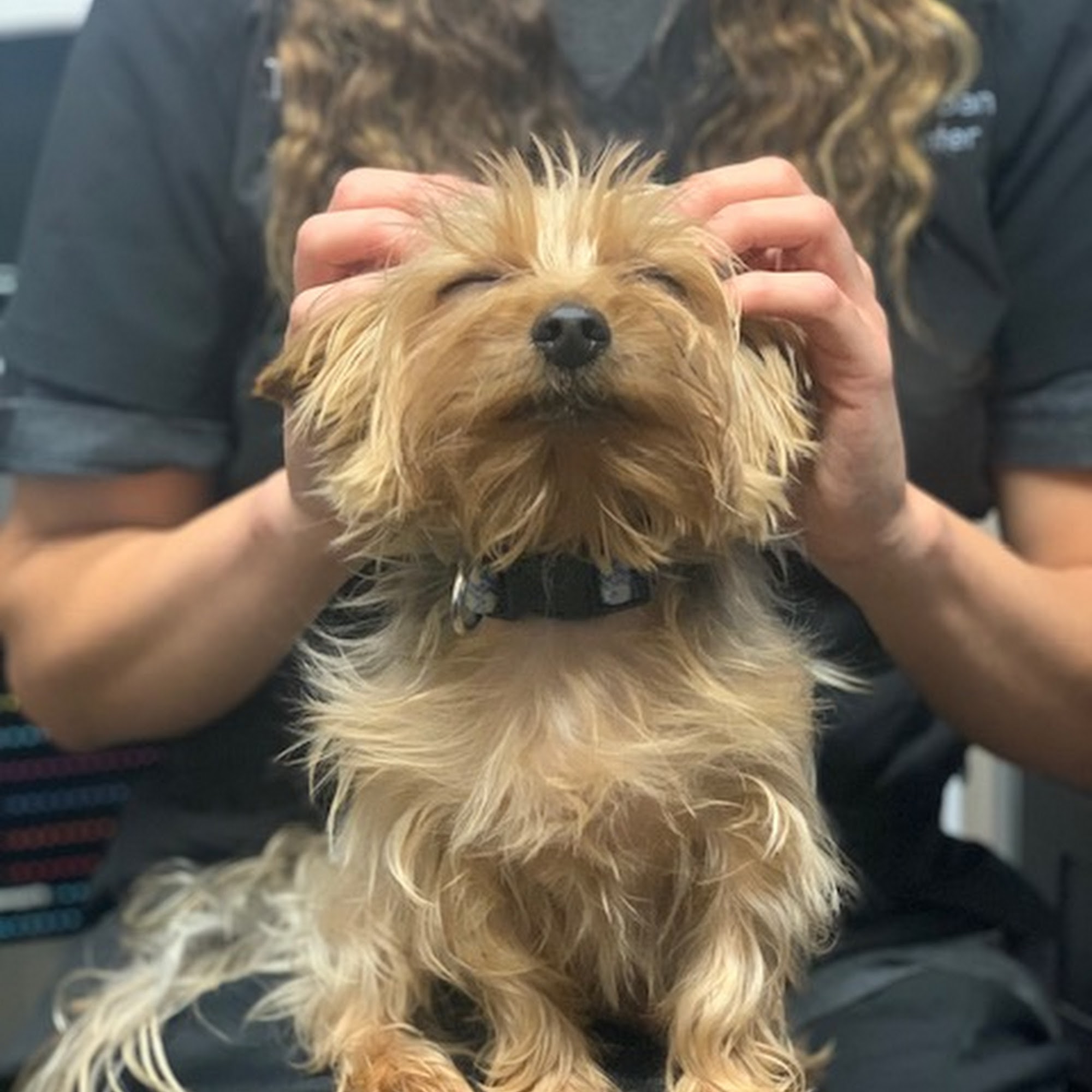 Austin Urban Veterinary Center Austin