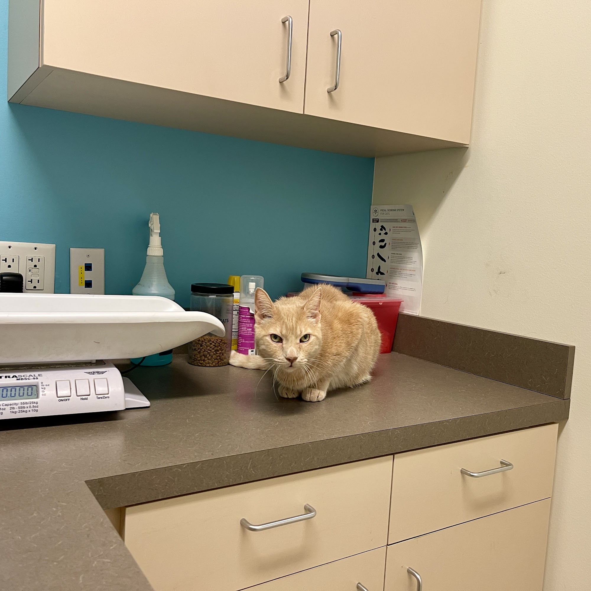 Austin Vet Hospital Austin