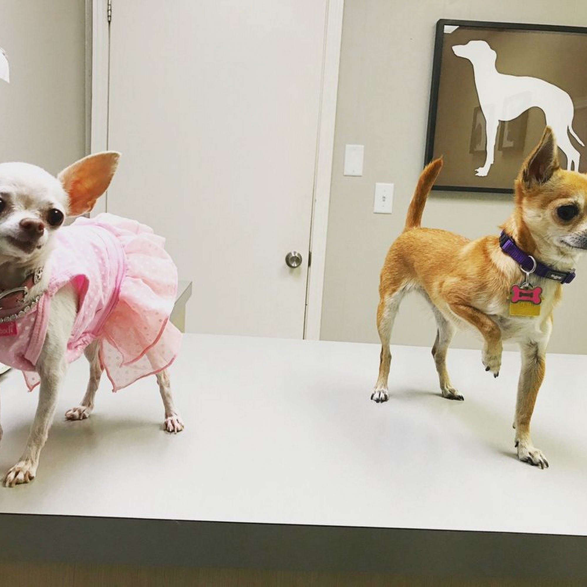 Spicewood Springs Animal Hospital Austin