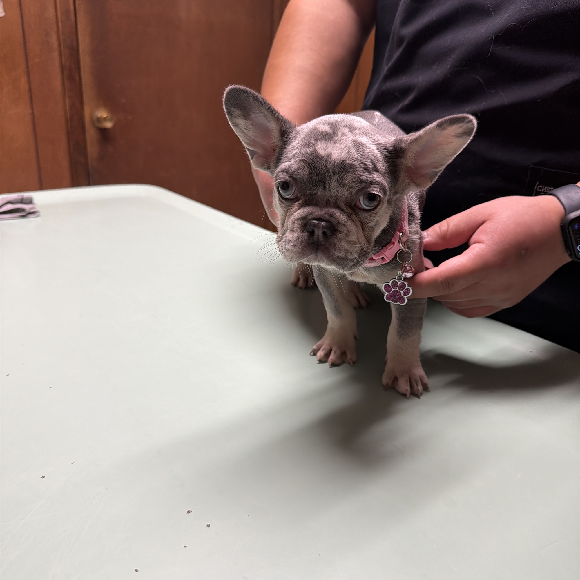 North Lamar Veterinary Clinic Austin