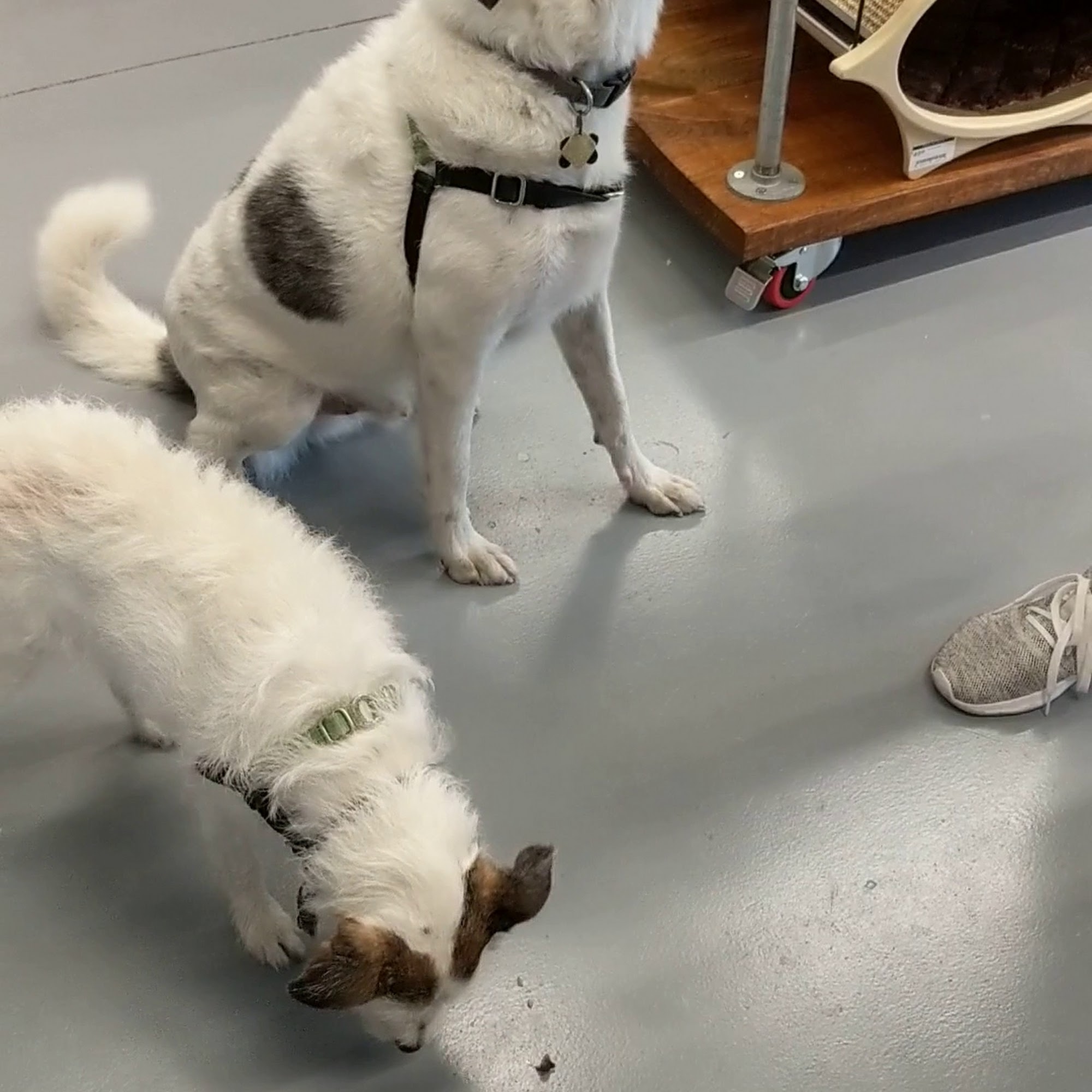 Paws on Chicon Austin