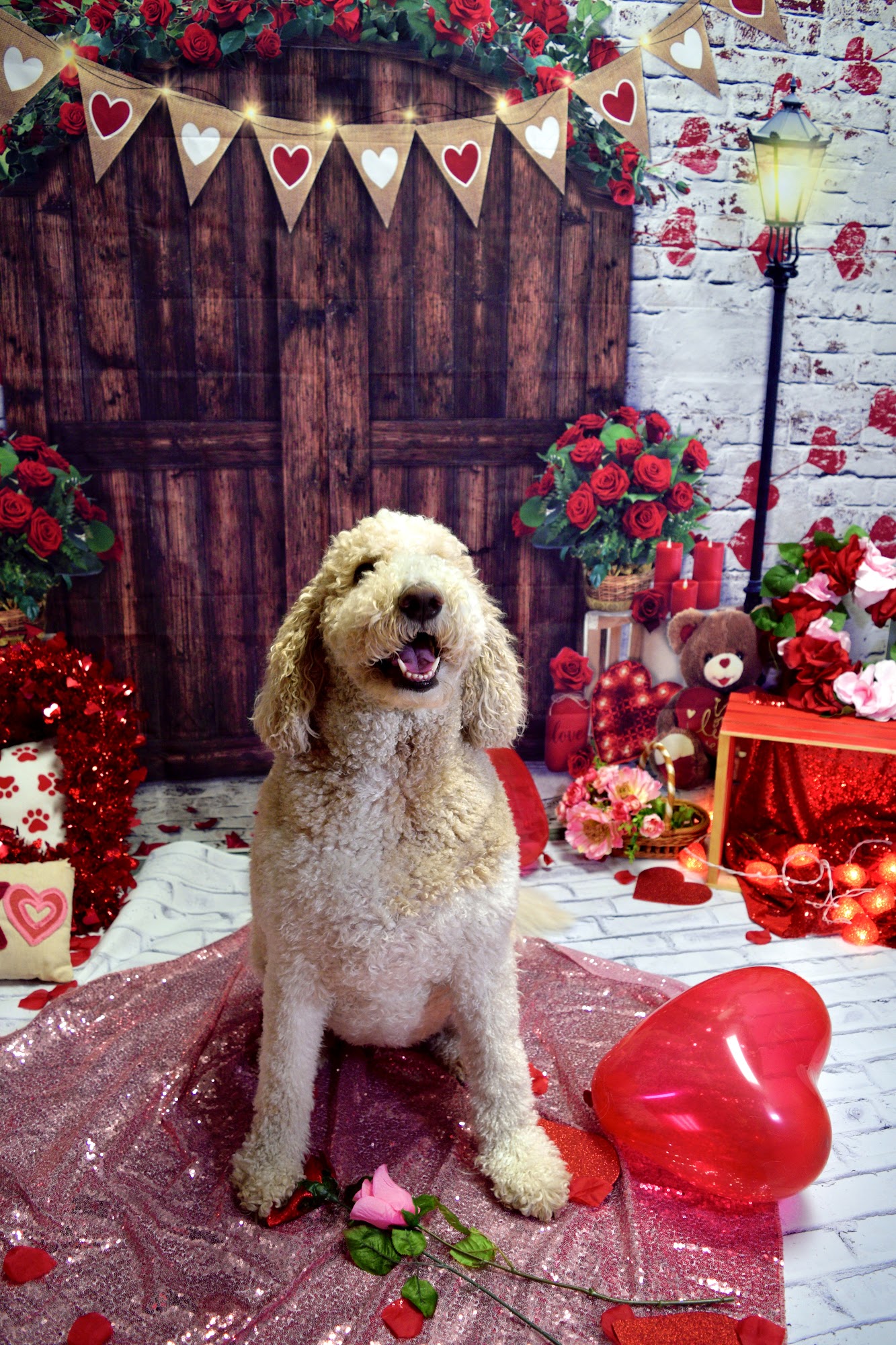 Dogtopia of North Austin Austin