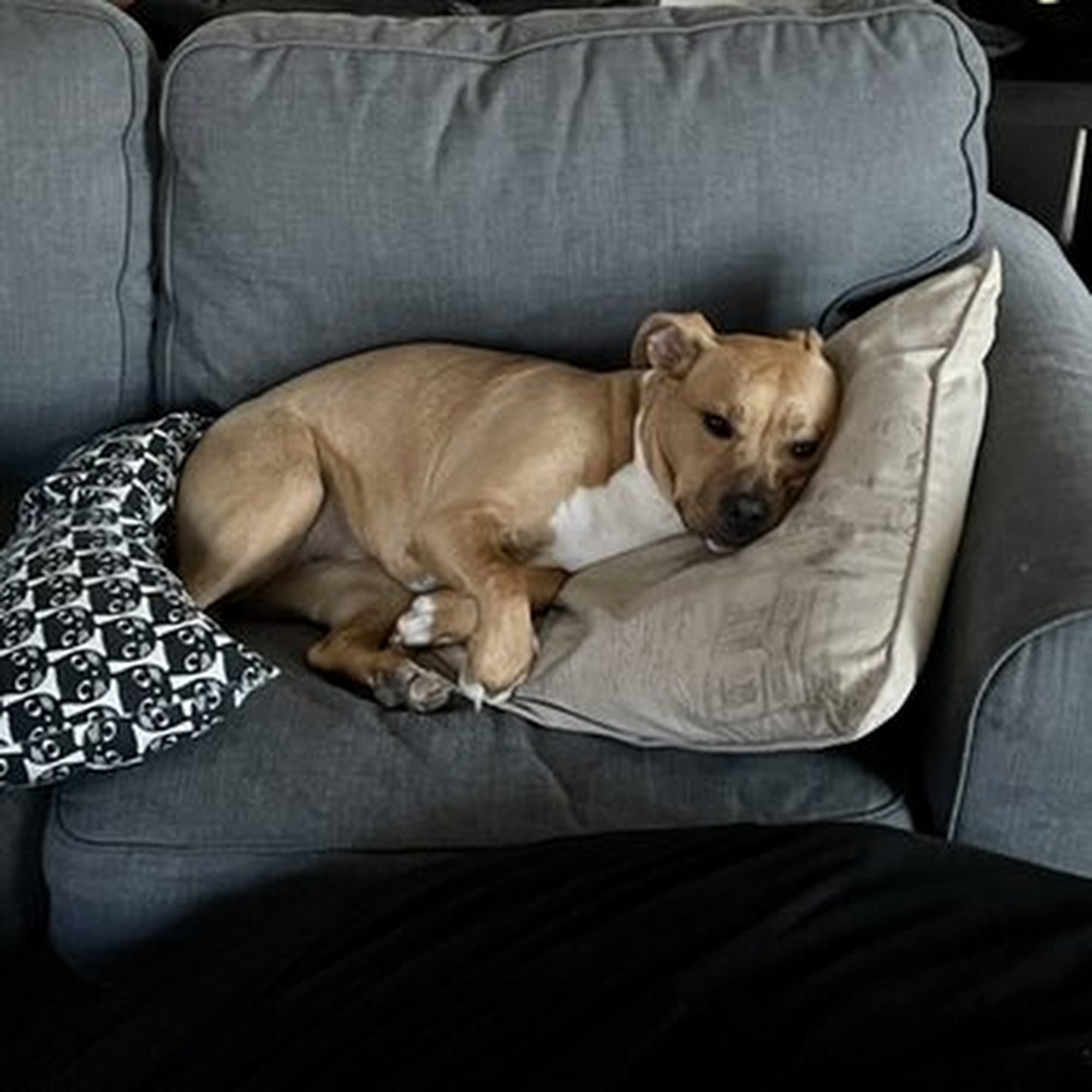 Lucky Dog Grooming Austin