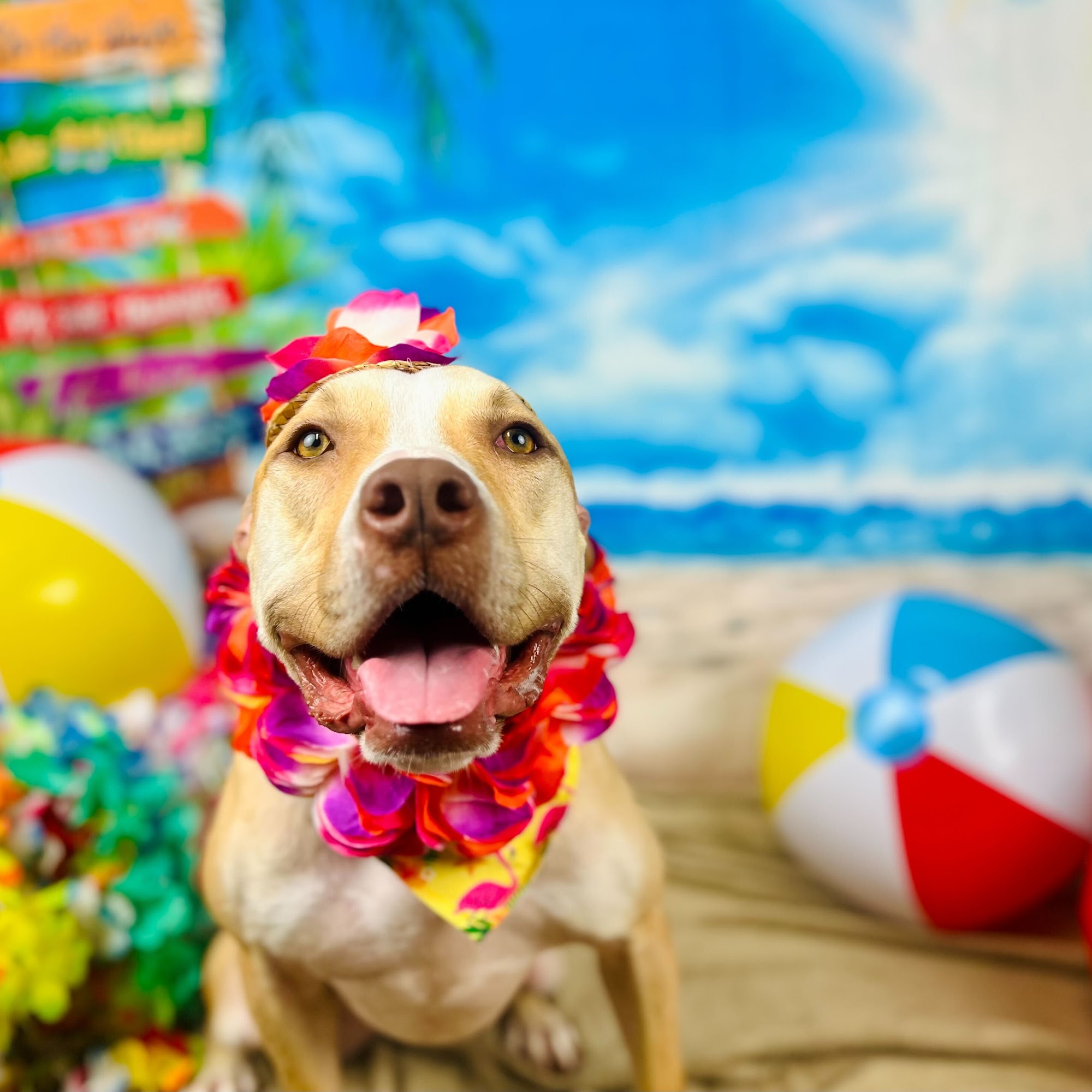 My Love Fur Paws Pet Resort Austin