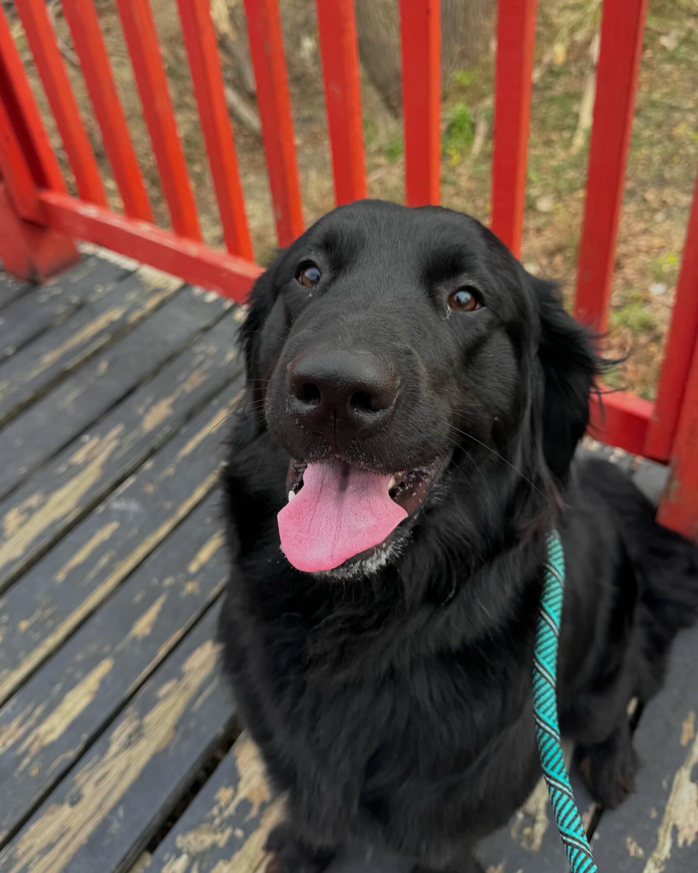 SkyBlue Kennels Austin