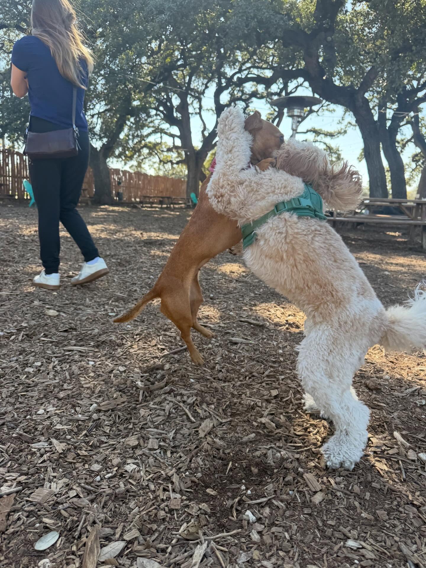 The Watering Bowl Austin
