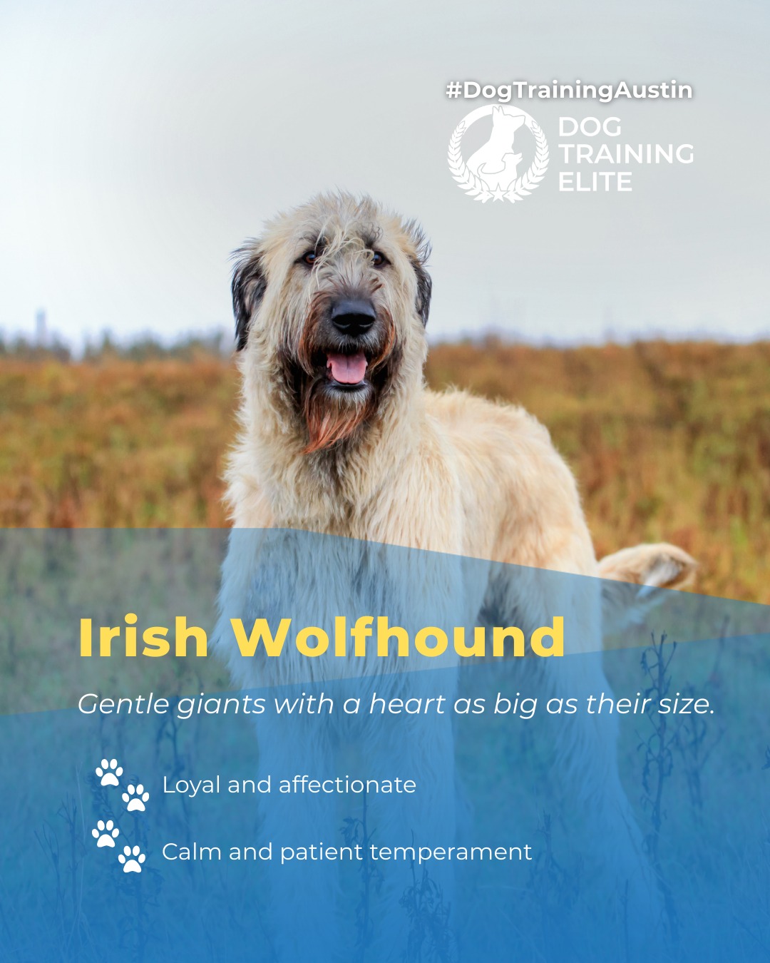 Dog Training Elite Austin Austin