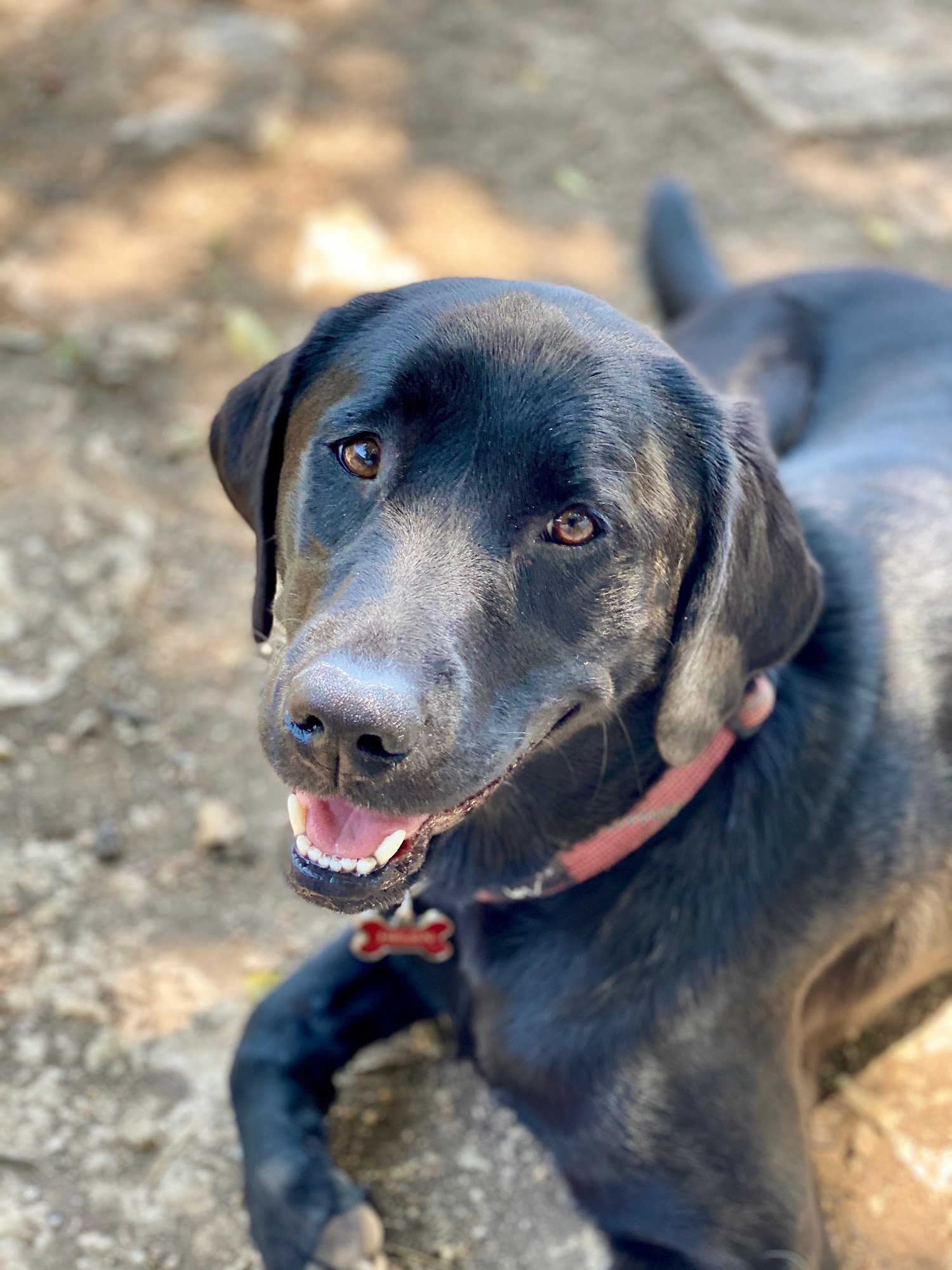 Lucky Star Dog Training Austin