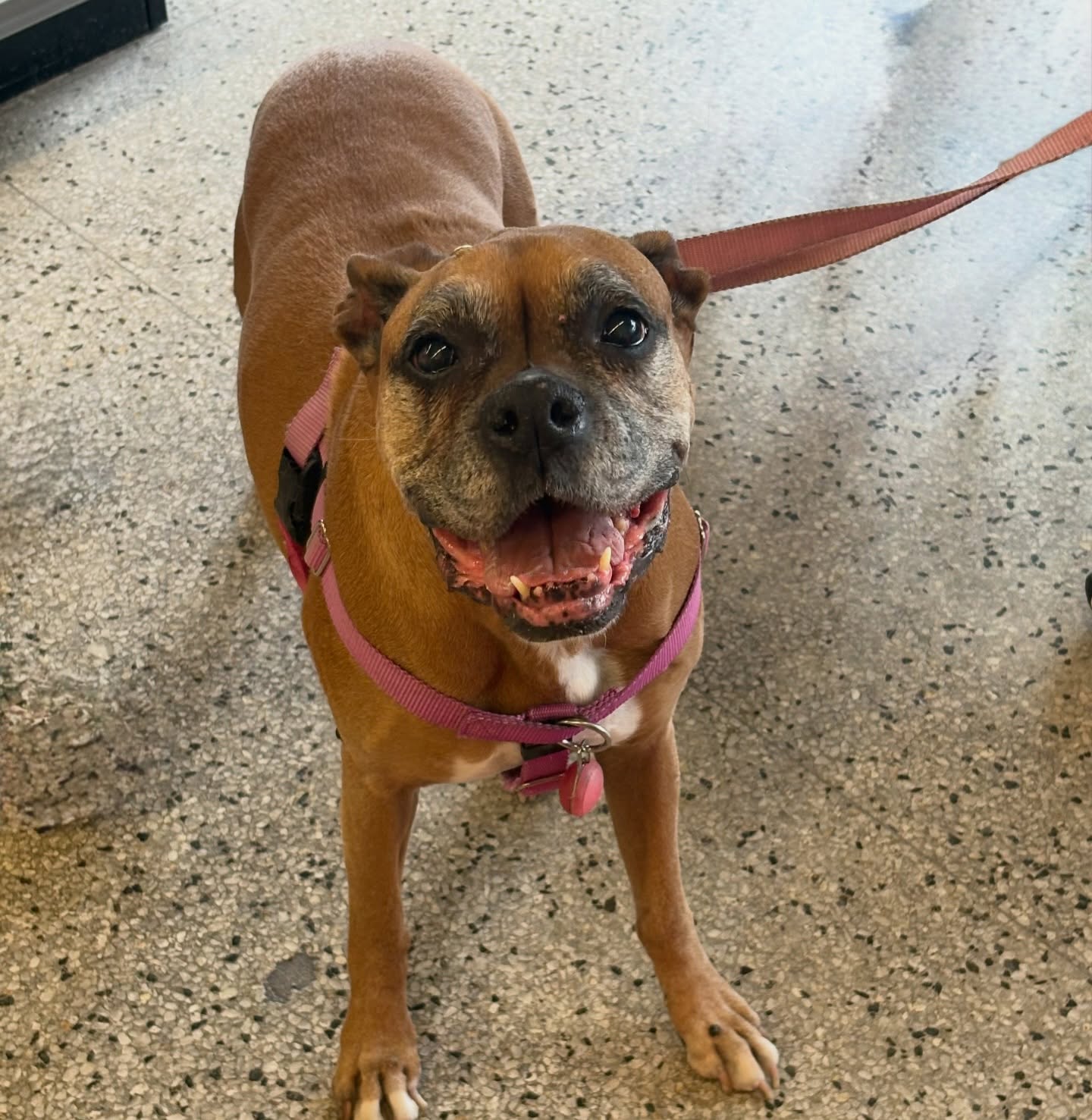 See Jane Walk Dogs Austin