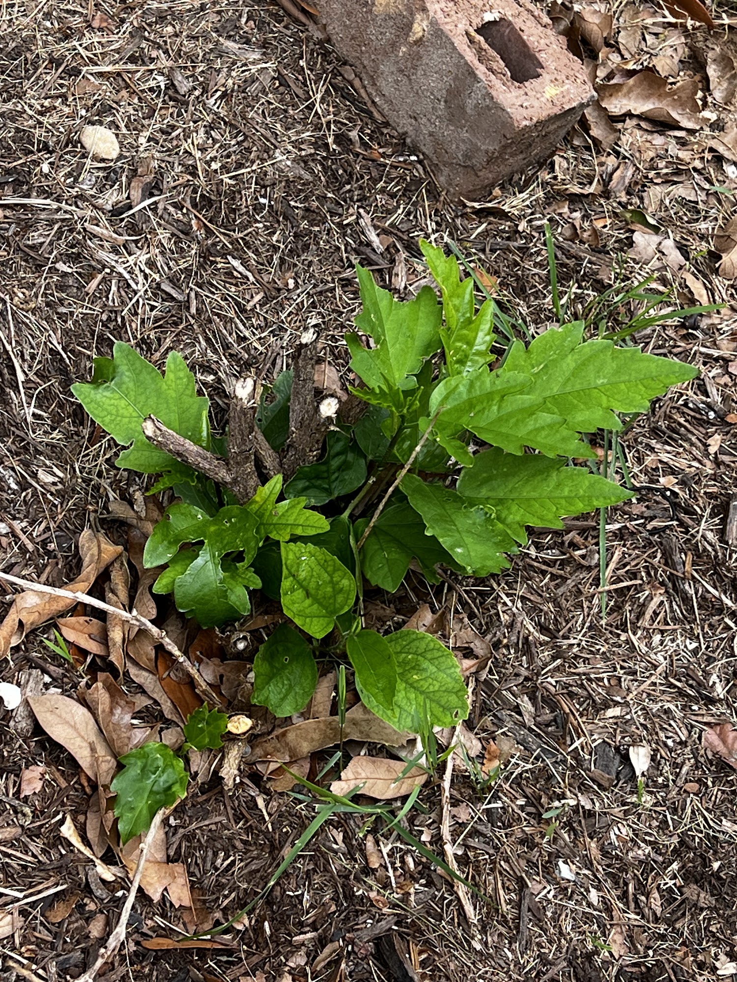 Waterloo Pest Management