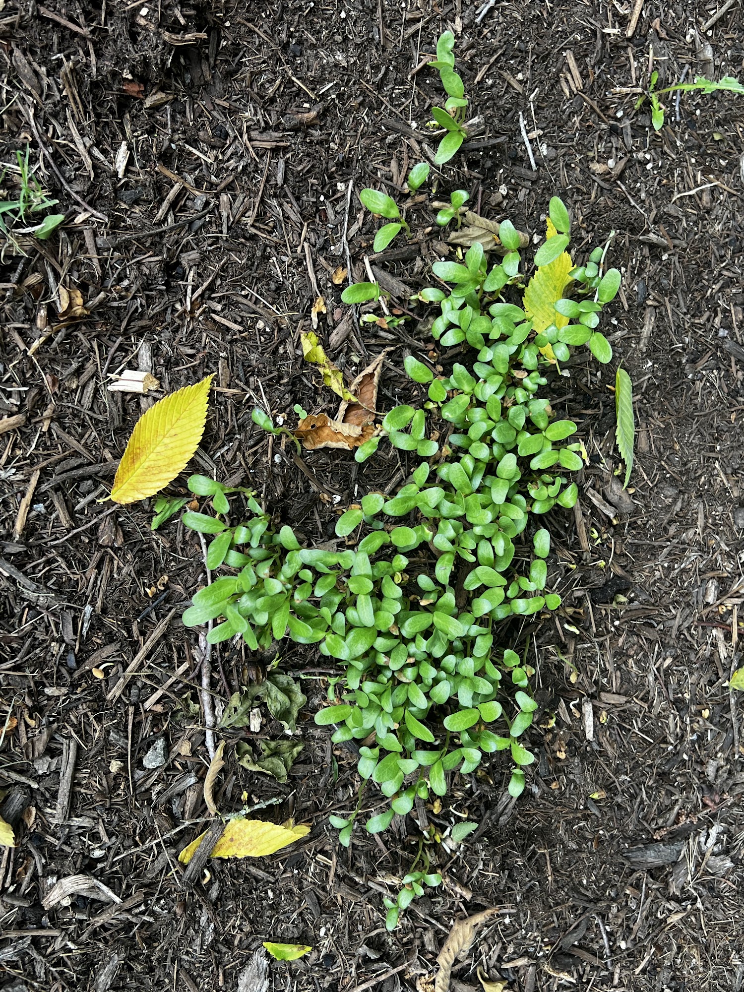 Waterloo Pest Management