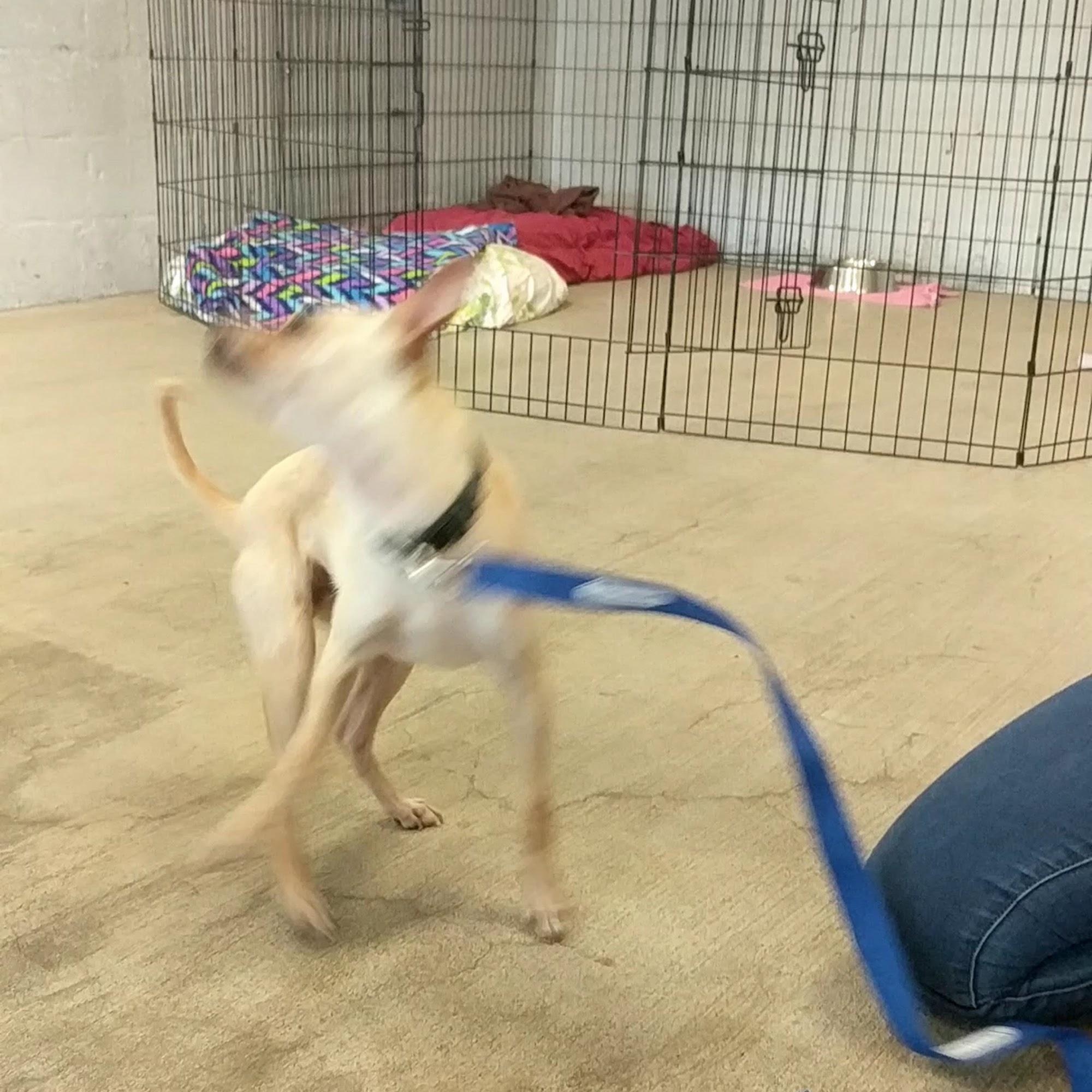 APA! Tarrytown Cattery Austin